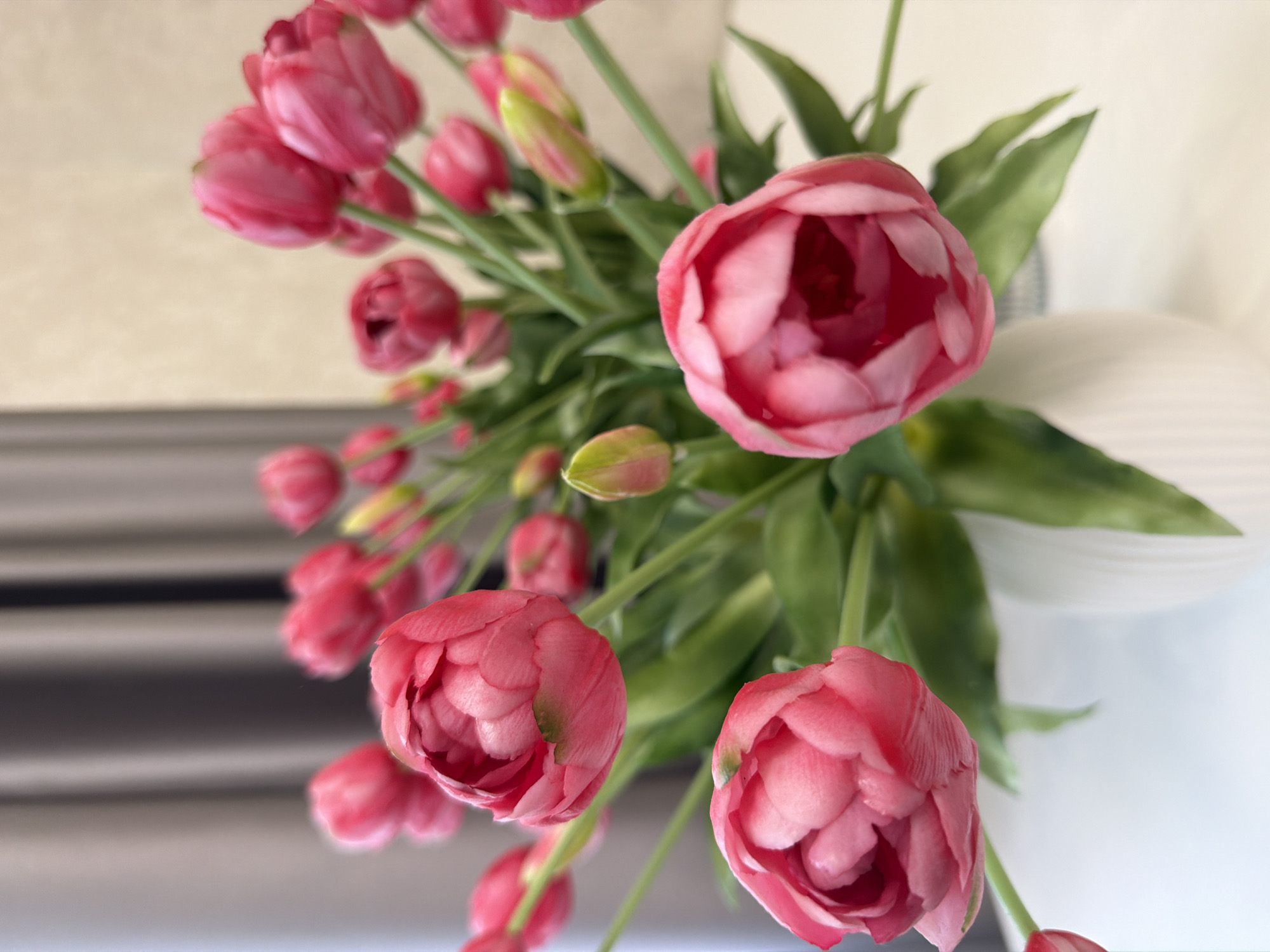 A close-up, shallow depth-of-field shot features a bouquet of vibrant pink peonies in a white vase, set against a blurred background of neutral-colored curtains and a wall. The peonies, with their ruffled petals, are the primary focus, with some buds visible amongst the blooms. The lighting appears soft and natural, highlighting the textures and colors of the flowers. The vase, with its ridged surface, sits on a white surface that could be a table. The scene suggests a still life arrangement in an indoor setting.