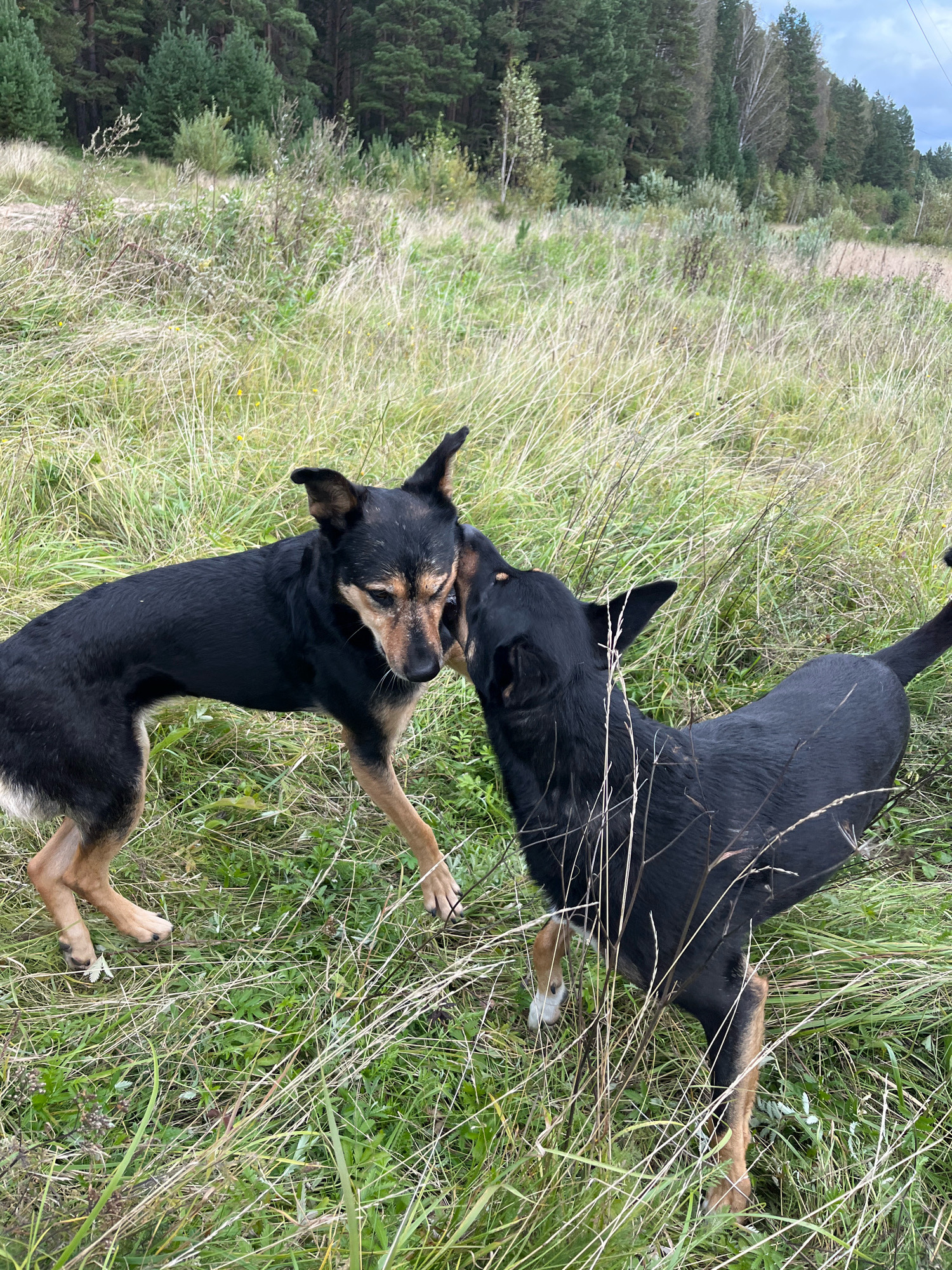 Two black dogs are interacting in a grassy field with a forest in the background. The dog on the left is facing left, with its head turned to the right. The dog on the right is facing away from the camera, with its head turned to the left. The dogs appear to be playing or interacting closely. The environment is a natural outdoor setting, likely in a rural or undeveloped area, with tall dry grass and a dense forest of pine and deciduous trees in the distance. The sky is overcast, suggesting a cloudy day. The image appears to have been taken in the city of Nizhny Tagil, Russia.