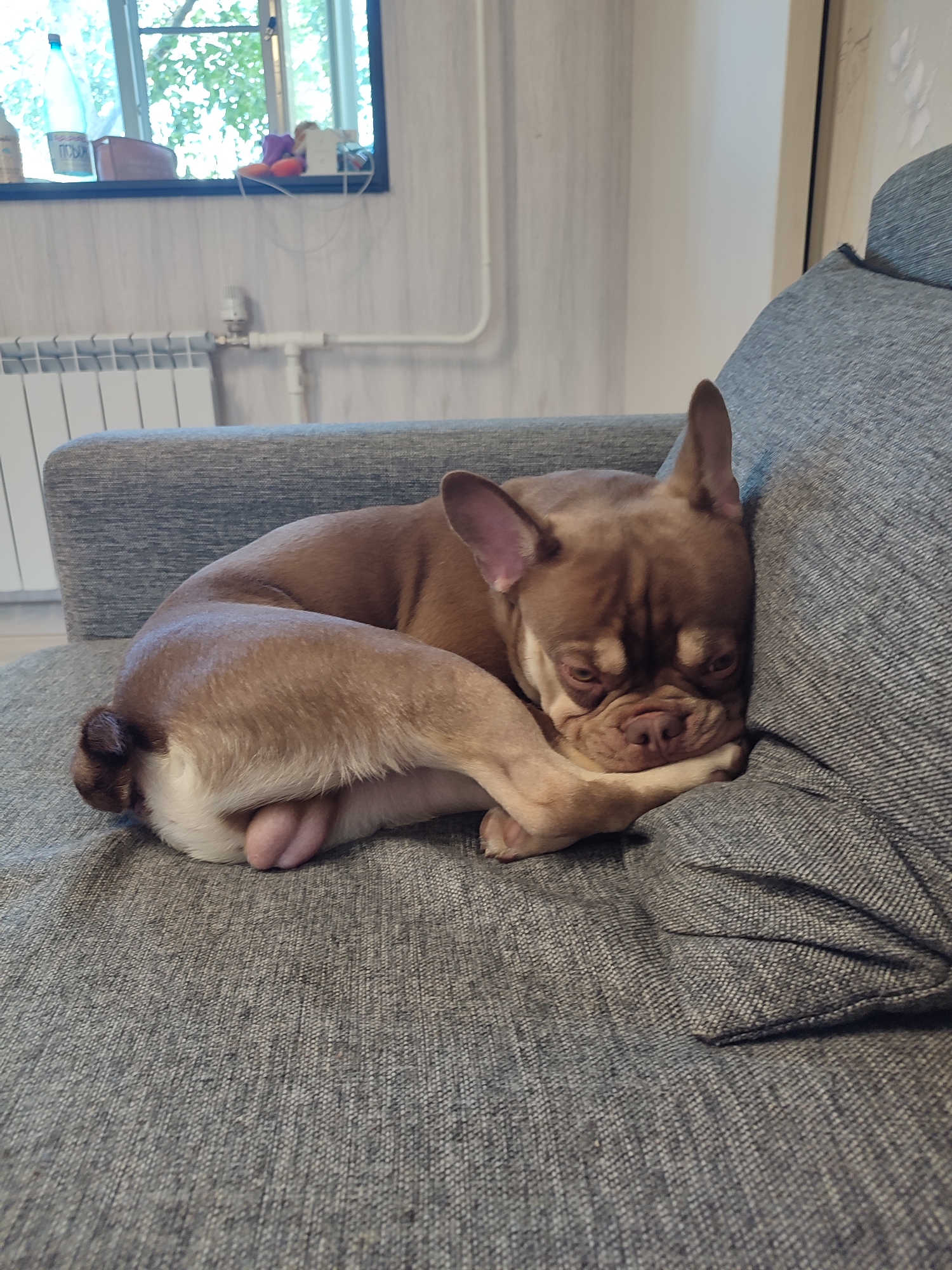 A brown and white French bulldog sleeps curled up on a gray couch. The dog's head is resting on its paws. In the background, a radiator is visible beneath a window that looks out onto greenery. The scene appears to be indoors in an apartment in Vsevolozhsk, Russia.