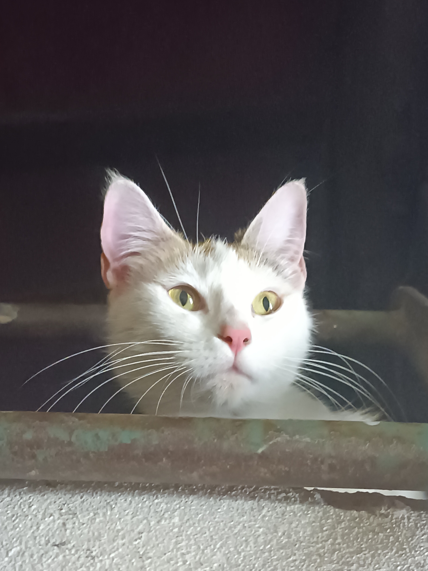 A close-up photograph features a white cat with yellowish-green eyes and a pink nose, peering over a weathered, green-painted metal bar. The cat's ears are pink on the inside. Behind the cat, a dark, indistinct background is visible, with a textured, light-colored surface seen below the metal bar. The location details of the city of Viadana, Italy are not visibly discernible from the image.