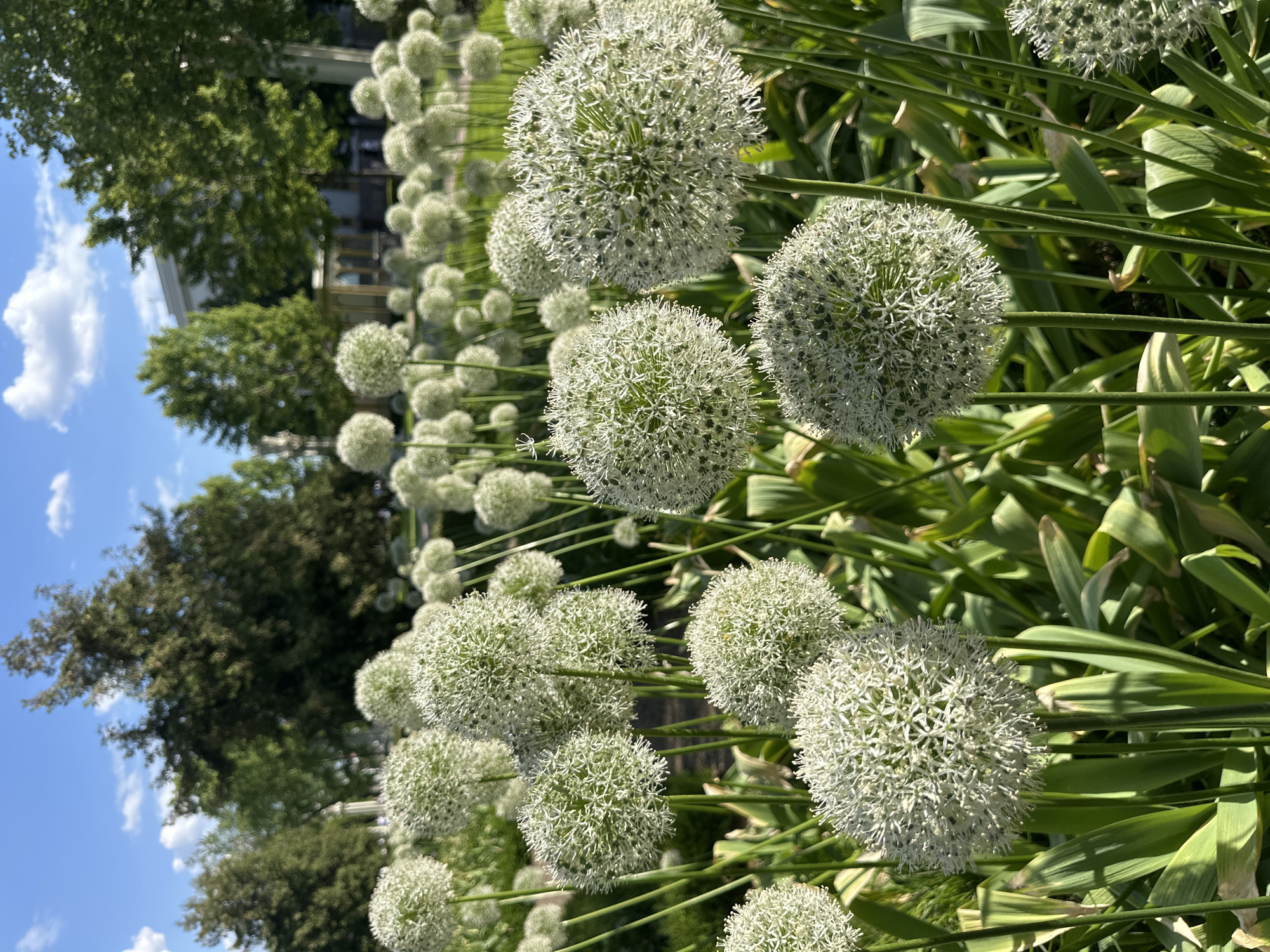 The image displays a vibrant outdoor scene, rotated 90 degrees clockwise, showcasing a dense arrangement of white allium flowers in what appears to be a garden or park in Moscow, Russia. The foreground is filled with numerous large, spherical allium blossoms, characterized by their intricate star-shaped florets that form a globe-like cluster. These flowers are mostly white with a hint of light green, standing on sturdy green stems amidst broad green leaves.
In the midground and background, lush green trees provide a verdant backdrop. Beyond the trees, glimpses of light-colored buildings with architectural details are visible. The sky above is a bright, clear blue, adorned with scattered white cumulus clouds. The strong sunlight indicates a sunny day, likely midday or early afternoon, casting distinct shadows and highlighting the details of the flowers and foliage. The overall impression is one of natural beauty and tranquility in a well-maintained urban green space. There are no people visible, nor any discernible text.