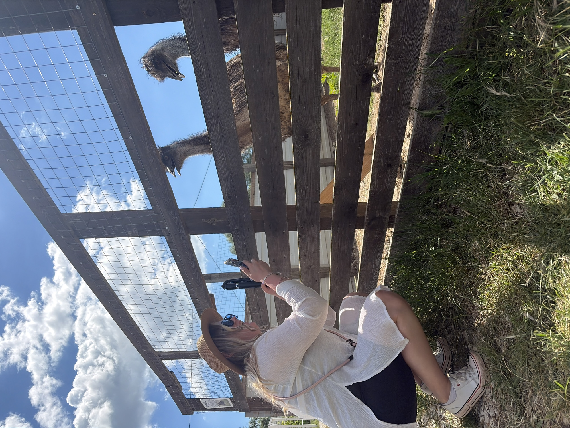 This media file captures an outdoor scene, likely at an animal park or farm, in Rassvet, Russia. The image is taken from a low vantage point, looking up through a rustic wooden and wire mesh enclosure.
In the foreground, a person, identified as a woman, is kneeling or crouching. She has long blonde hair and is wearing a brown straw hat, blue sunglasses, a white long-sleeved top, black shorts, and white Converse-style sneakers. She holds a smartphone, possibly attached to a small grip or selfie stick, indicating she is actively photographing or video-recording the animals. A pink strap or lanyard is visible around her neck.
On the other side of the wooden fence and wire mesh, two emus are visible, with their heads and upper bodies peering down towards the person. The fence is constructed from weathered wooden planks and posts, with a square-grid wire mesh. The ground where the person is situated is covered in green grass, with more foliage visible in the background beyond the enclosure.
The scene takes place on a bright and clear day, characterized by a vibrant blue sky filled with scattered white cumulus clouds. Strong shadows suggest midday or early afternoon. A small, partially visible white sign with black text, appearing to read "CYP" or "CYPRUS," is attached to one of the wooden fence planks. The image conveys an engaging interaction between the visitor and the large birds.