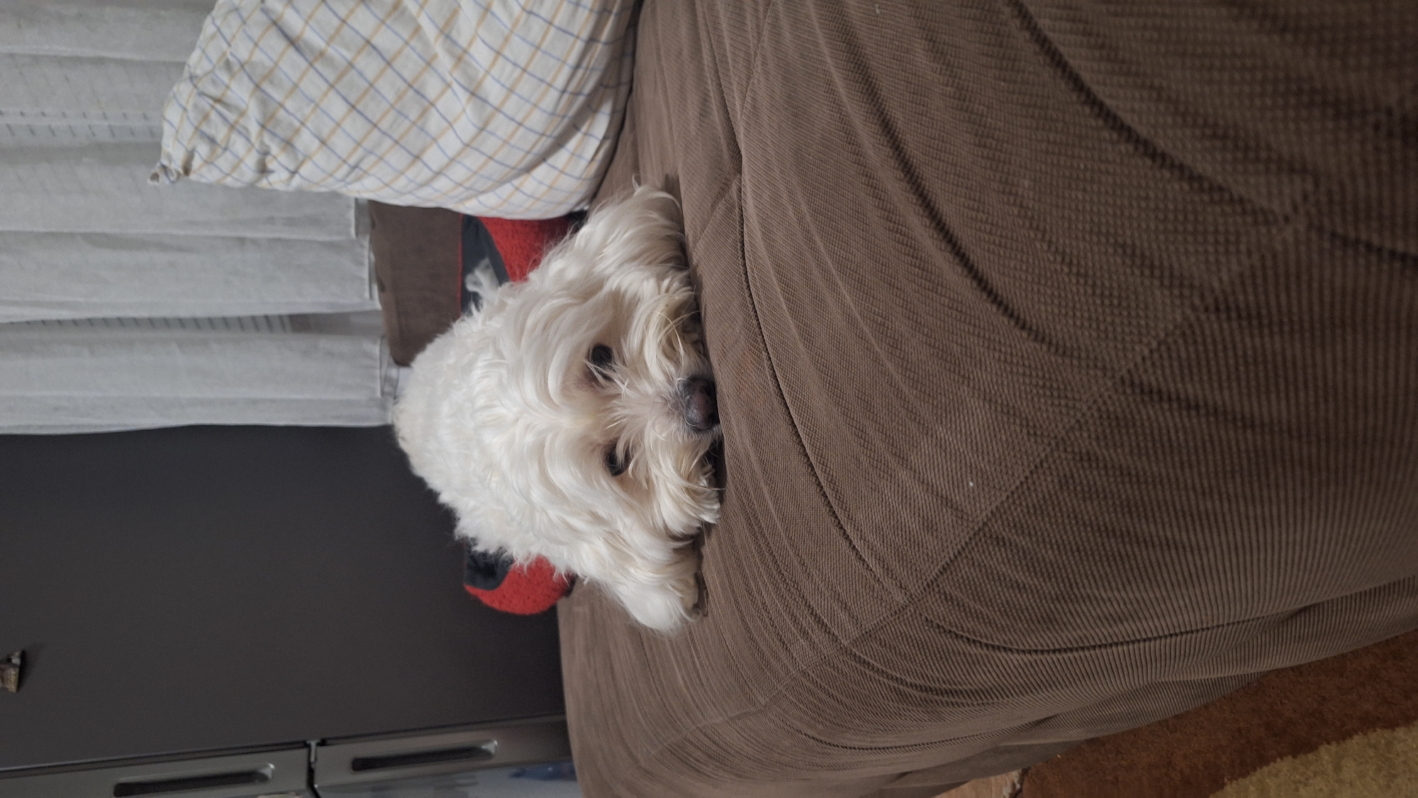 A small, white Maltese dog rests on a brown couch, nestled between the armrest and a plaid pillow. The dog faces the camera, its eyes visible amidst its fluffy fur. The couch has a corduroy-like texture. Other objects include a red object and a white pillow with blue and yellow plaids. The scene appears to be indoors. There is no evidence to place this image in Blagoevgrad, Bulgaria.