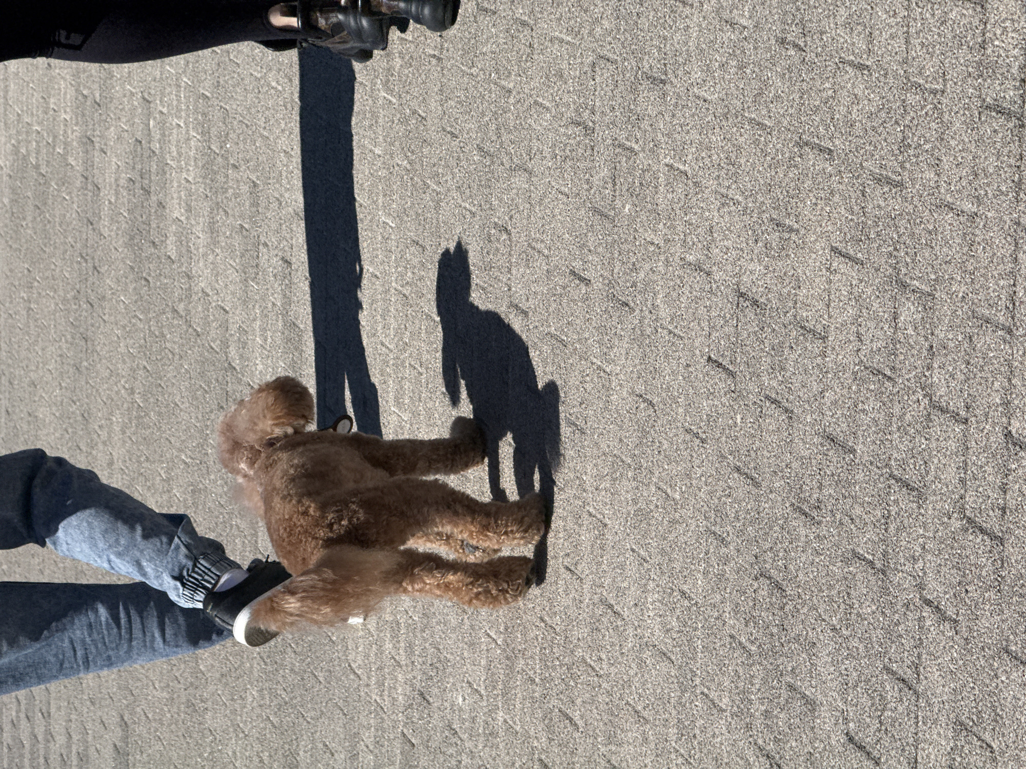 This vertical image captures an outdoor scene from an overhead perspective on a bright, sunny day. The central subject is a light brown, fluffy dog, resembling a poodle, lying on its side on a textured grey paved surface. Its distinct shadow is cast to its right.
To the left of the dog, the lower legs and feet of a person are visible, clad in blue jeans and black sneakers with white soles. In the top left portion of the frame, the lower legs and specialized dark footwear, possibly rollerblades or skates, of another individual are present, casting a long shadow across the pavement. The strong, sharp shadows indicate clear weather and bright sunlight, suggesting the time of day is likely mid-day or early afternoon.
The ground is a granular, light grey paved surface with a repeating, slightly raised or indented rectangular pattern, possibly asphalt shingles or textured concrete pavers. The overall scene suggests a casual outdoor activity, such as a walk or an outing, where the dog is resting or waiting. There are no discernible emotions, specific location cues, or visible text within the image.