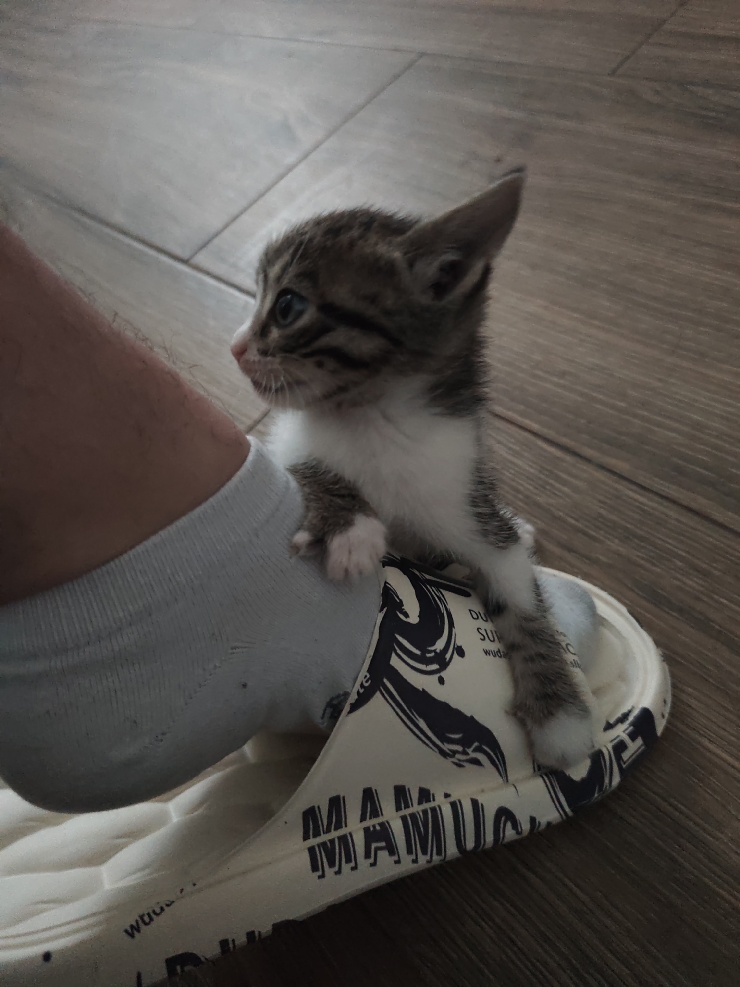 A small tabby kitten with white markings sits on a white and blue slipper, next to a socked foot. The scene is indoors, on a wood-patterned floor. The text "MAMUTU" is visible on the slipper. The location is unknown, but the prompt specified Smolyan, Bulgaria.