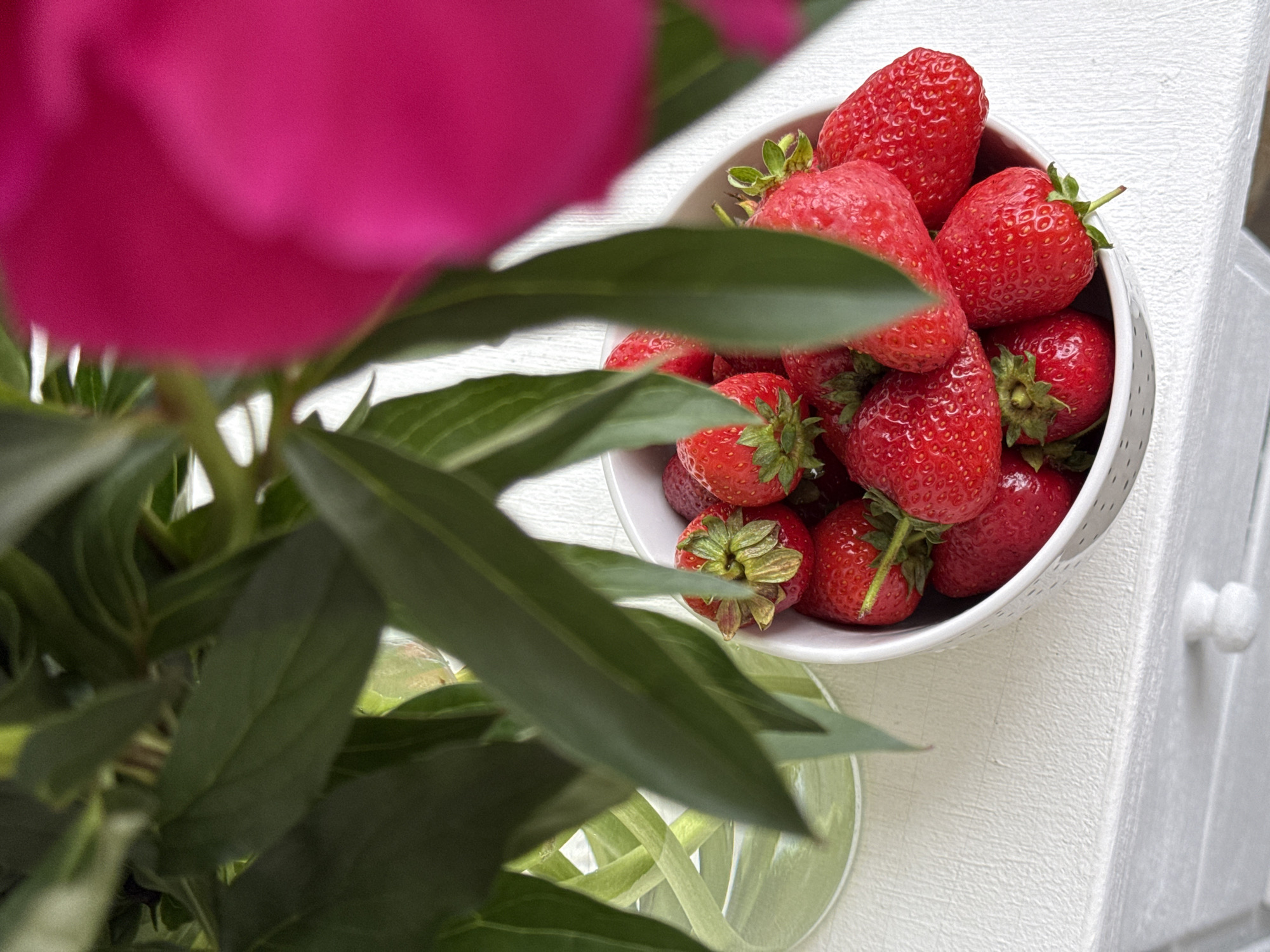 The image presents a close-up, high-angle view focused on a white bowl overflowing with fresh red strawberries. The strawberries are uniformly red, many retaining their green calyxes and short stems, indicating ripeness and recent harvest. The bowl itself is white, with a subtle pattern of small, dark dots or perforations visible along its upper exterior rim.
The setting is a white, textured surface, possibly a painted wooden tabletop or a dresser, exhibiting a fine, linear grain. A small, round, white drawer handle is visible at the bottom center-right, affixed to this surface.
Overlapping the foreground and partially framing the central subject are large, dark green leaves from a plant, rendered in soft focus. These leaves obscure portions of the bowl and the background. Behind the foliage on the left, a clear glass vase with a distinctive, spiraling or twisted relief pattern is visible, containing water and the lower stems of the plant. To the upper right, a large, vibrant fuchsia-colored flower petal is prominently blurred, adding a strong color element to the composition. The flower appears to be part of the same plant as the green leaves.
The lighting is soft and natural, highlighting the glossy surface of the strawberries and casting subtle shadows. The depicted scene is set in the city of Chaikovsky, Russia.