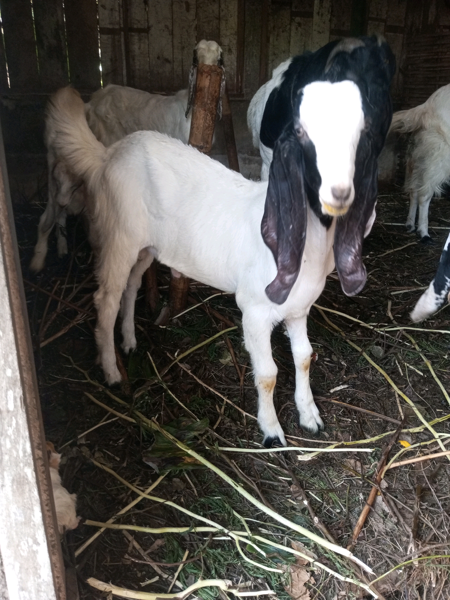 The image captures a group of goats within a rustic enclosure, likely a barn or shelter. The enclosure is constructed from rough wooden planks, some of which appear weathered and aged. The floor of the enclosure is covered in a mixture of dirt, dried leaves, twigs, and straw, indicating a natural and somewhat untidy environment.
Dominating the foreground is a goat with predominantly white fur, except for its head, which is black and white. This goat has long, drooping black ears and a distinctive white blaze extending down its face. Its body is slender and well-proportioned. The goat is standing on all fours, facing towards the camera. To its left, another goat, almost entirely white, is partially visible, its head turned away. In the background, other goats can be seen, some of which are also white. One goat in the background appears to have black markings on its back and head.
The lighting in the image is somewhat dim, suggesting it might be indoors or taken during overcast conditions. The overall impression is one of a rural setting, consistent with a farm or agricultural area. The presence of multiple goats suggests they are being kept together, possibly for breeding or other agricultural purposes. The specific location of Karangsari, Indonesia, implies a tropical or subtropical climate, which would align with the types of vegetation and the general appearance of the environment.