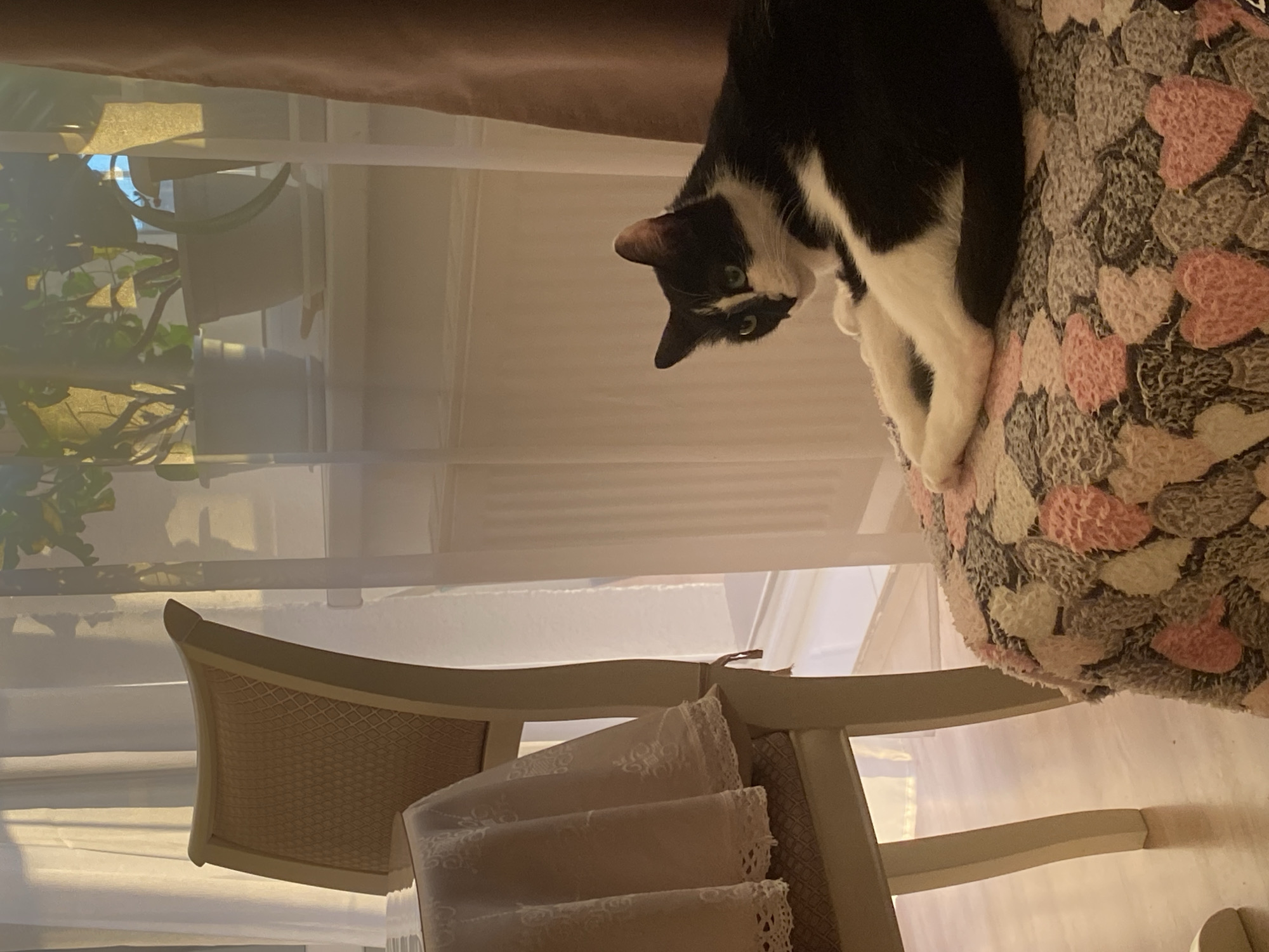 A black and white cat is perched atop a round, cushioned chair in an indoor setting, likely a residence. The chair has a cover with a heart pattern. The chair is next to a window with white blinds and translucent curtains, through which glimpses of greenery, possibly plants, are visible. A second chair, with a beige frame and a decorative, patterned back, is visible in the foreground, partially obscured by folded fabric. The lighting suggests daytime. The location is not discernible based on the image.