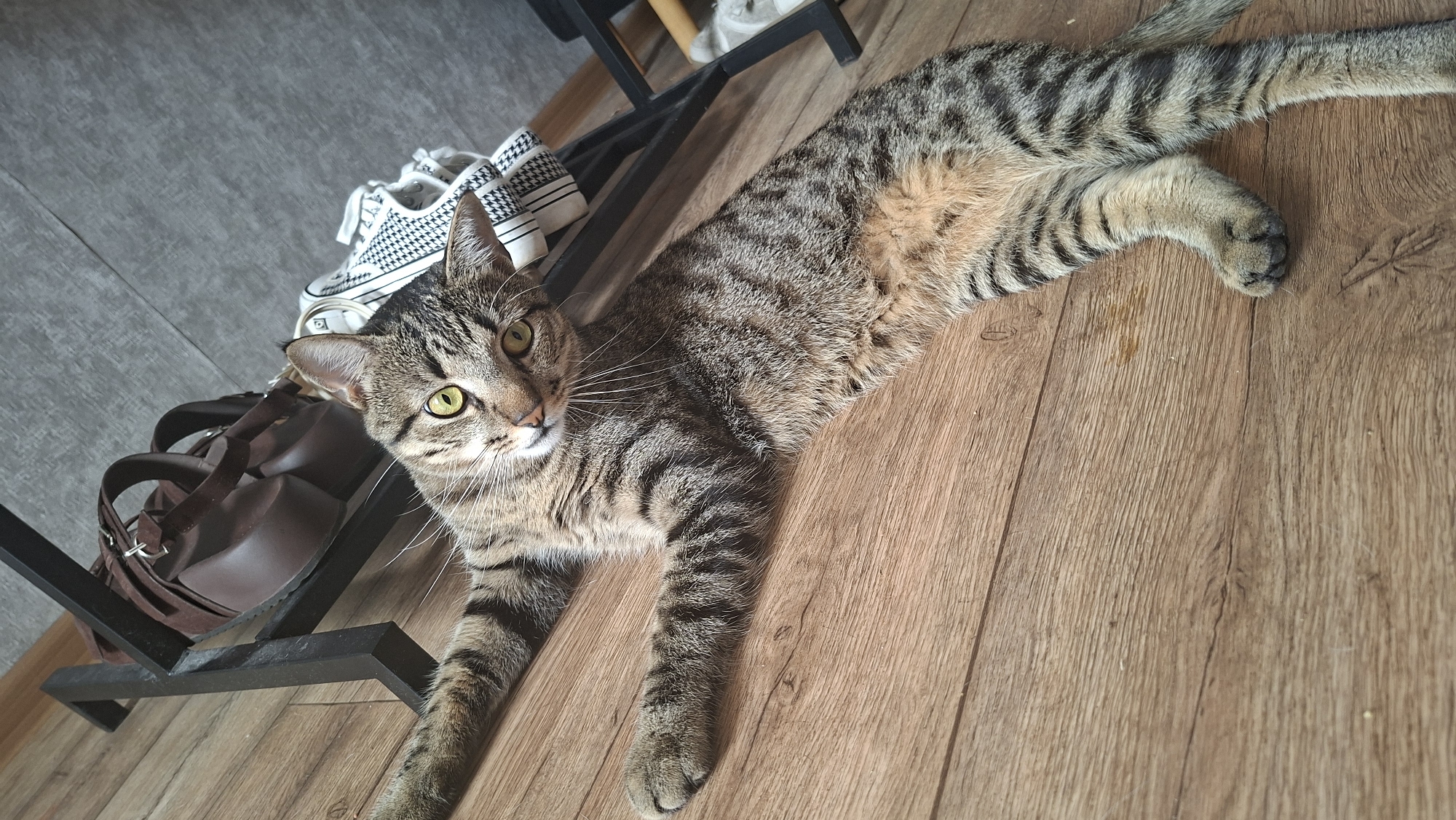 A tabby cat is lying on its side on a wooden floor. Its body is stretched out, with its front legs extended forward and its hind legs bent. The cat's head is turned towards the camera, and it is looking directly at the viewer with its green eyes. The cat has a striped coat with shades of brown, black, and tan. Behind the cat, there is a dark metal rack holding a brown leather bag and a folded white and black patterned cloth. The floor is made of light brown wooden planks. The background includes a grey textured surface. The image appears to have been taken indoors, likely in a home or apartment in Myadzyel, Belarus.