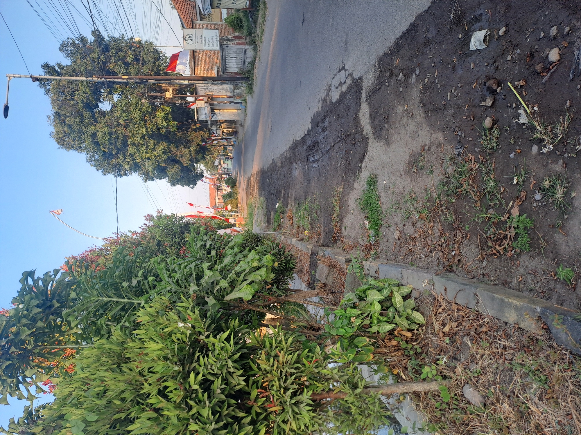 A low-angle, eye-level, vertical, medium shot shows a street scene in Pademonegoro, Indonesia, with lush green trees lining the left side of the road. The trees have vibrant red foliage mixed in, creating a striking contrast. A concrete curb separates the trees from a dirt and asphalt shoulder, which shows signs of wear and tear with patches of mud and debris. The road itself appears to be asphalt and is mostly empty, with a few buildings and utility poles visible in the distance. Indonesian flags are sporadically displayed along the road, indicating a possible celebration or national event. The sky is a clear blue, and the overall lighting suggests it is late afternoon or early morning.
