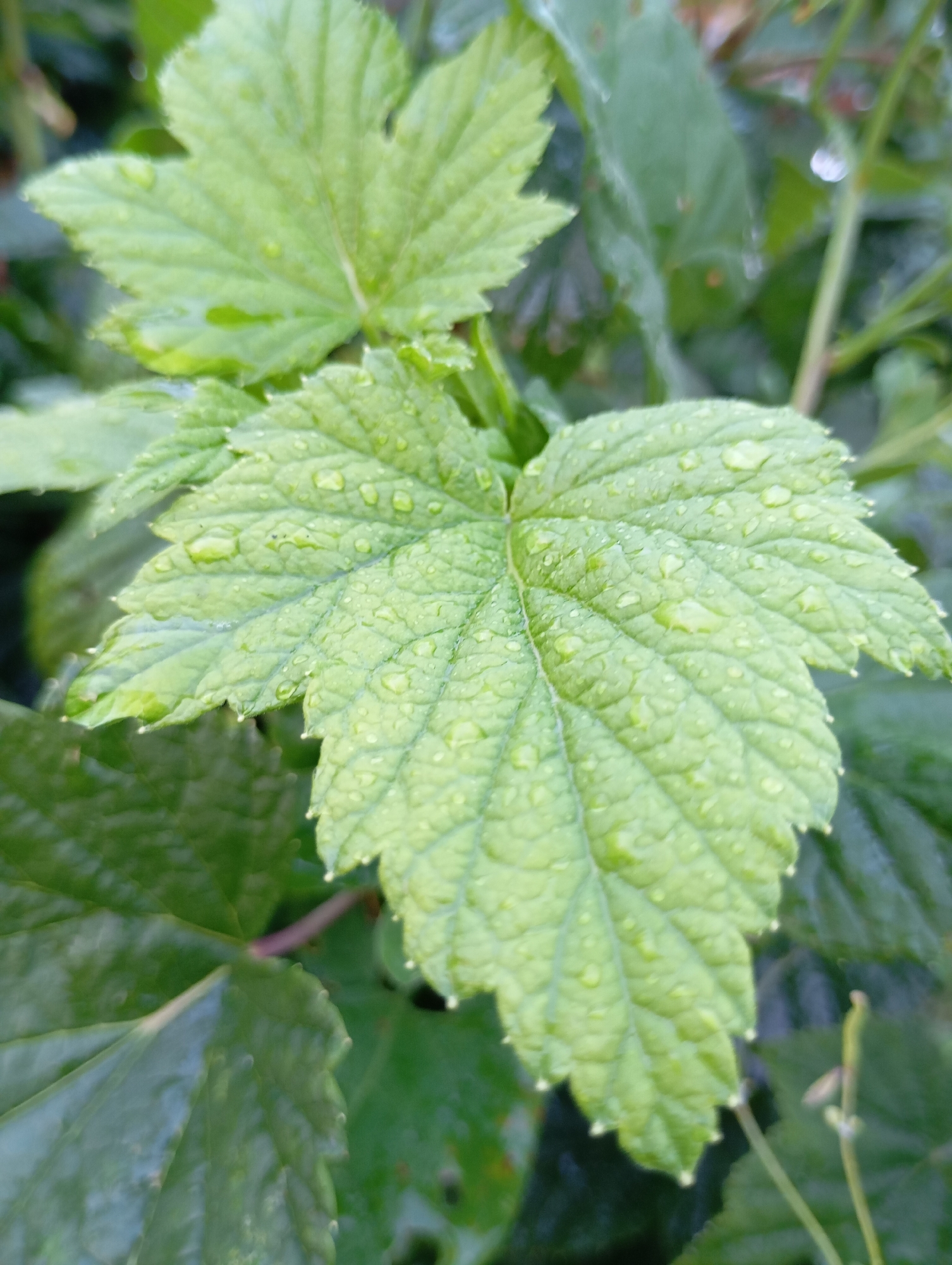 A close-up photograph captures a bright green leaf covered in water droplets. The leaf has a serrated edge and prominent veins, with a slightly glossy texture. Other green foliage is visible in the background, out of focus. The lighting suggests it might be overcast or early morning. The image does not contain any people or identifiable landmarks and therefore cannot be precisely located within the city of Фоки, Russia, or any other specific location.