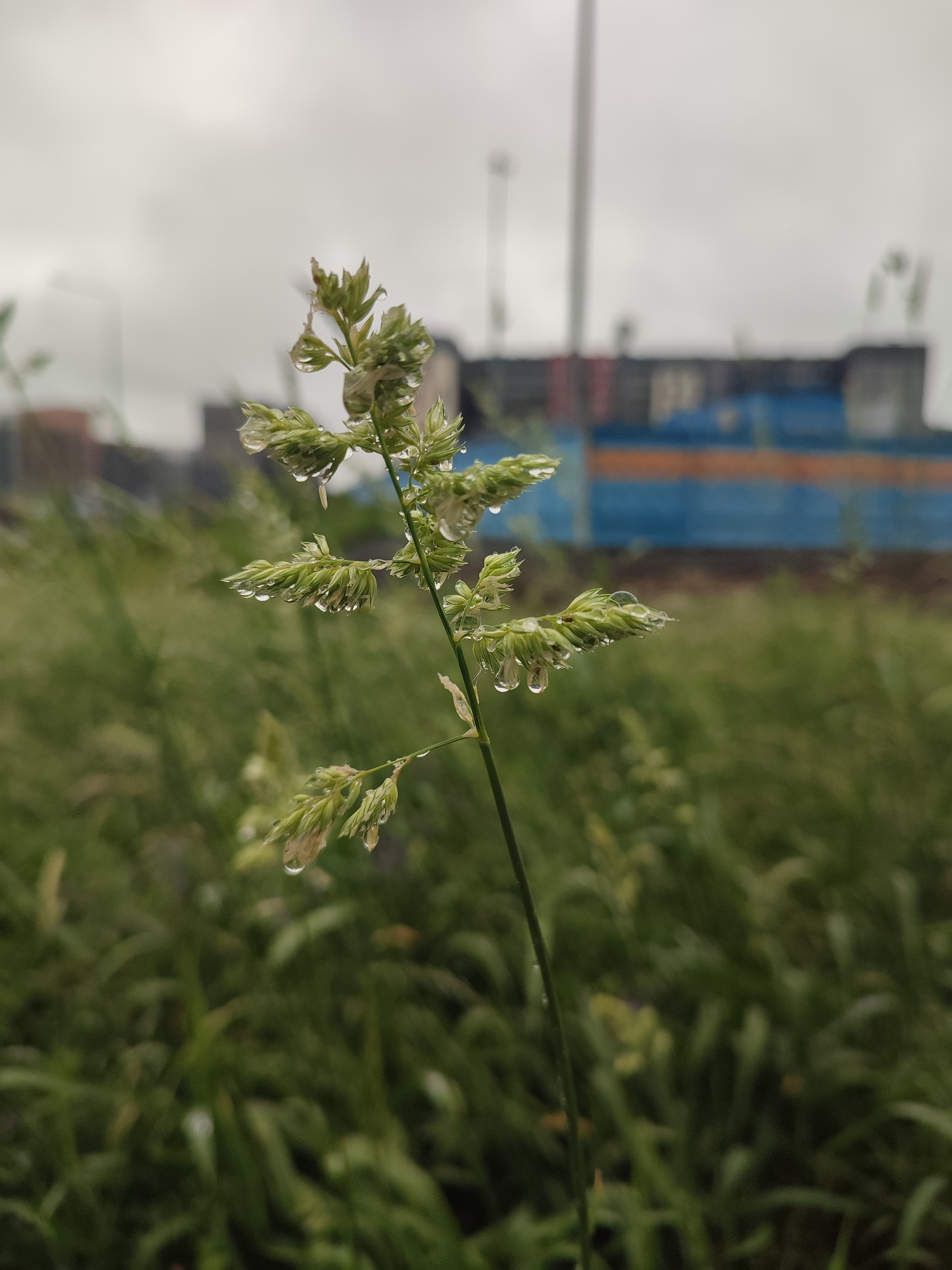 The image is a close-up, low-angle shot of a single blade of grass with dew drops clinging to its seed heads. The grass stalk is in sharp focus, while the background is softly blurred. Behind the grass, a line of industrial buildings with blue and orange accents is visible, suggesting an urban or semi-urban setting. A tall, thin pole, possibly a lamppost or a communication tower, is also present in the background. The sky is overcast and grey, indicating a cloudy or rainy day. The overall mood of the image is quiet and still, with the dew drops highlighting the delicate details of the grass. The location context is Murino, Russia. There is no visible text in the image.