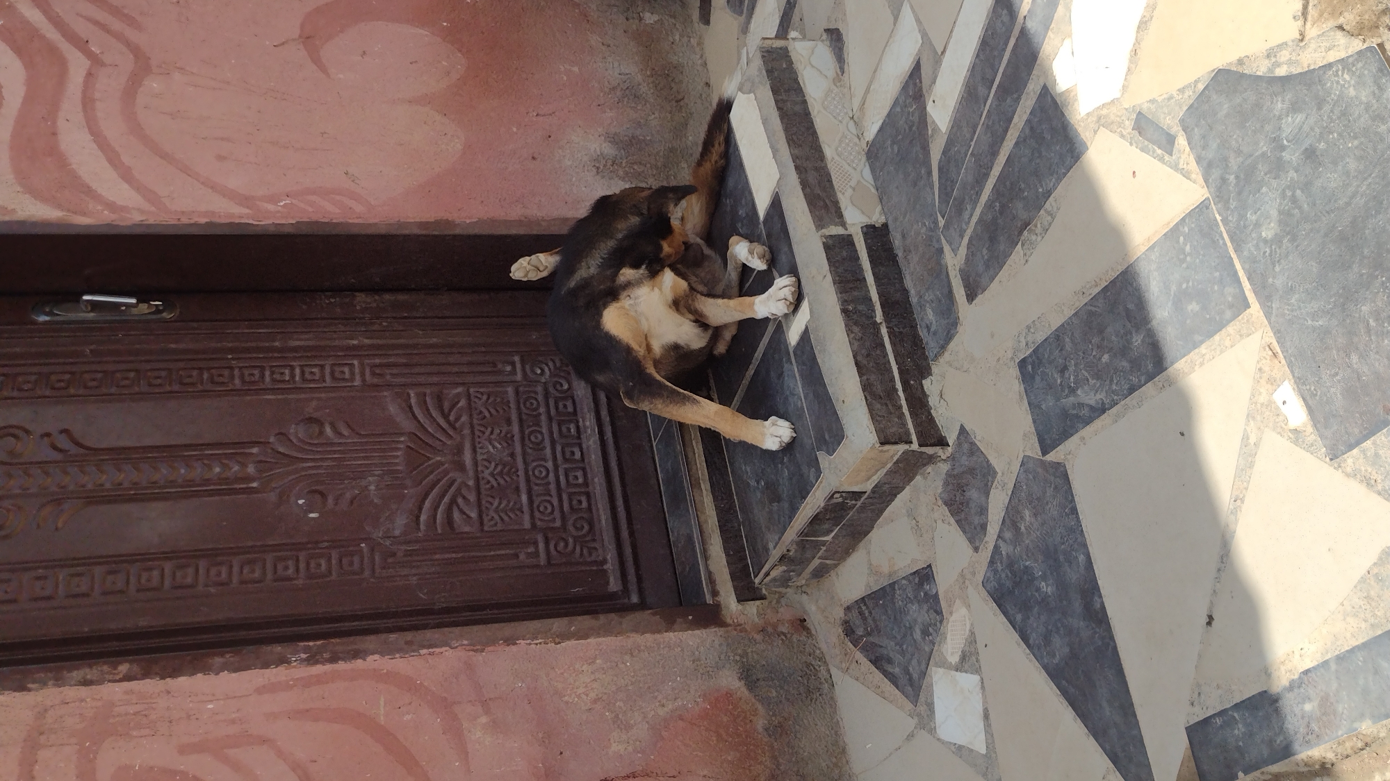 A medium shot captures a dog grooming itself next to a dark brown door. The door, adorned with rectangular and floral patterns, is flanked by a weathered reddish-brown wall with light pink patterns. The dog, predominantly black and brown with white paws, is positioned on a step with tiled gray and white irregular shapes. The location is the city of Jos, Nigeria. The scene appears to be outdoors, likely at the entrance of a building.
