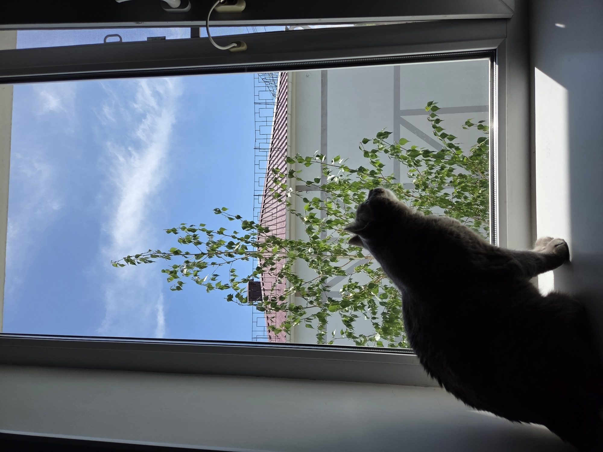 A cat is silhouetted against a bright, open window. The window reveals a bright blue sky with sparse white clouds. A tree with green leaves partially obstructs the view of a building with a red roof. The building has a beige facade with dark brown wood accents. The scene is taking place in Birobidzhan, Russia.