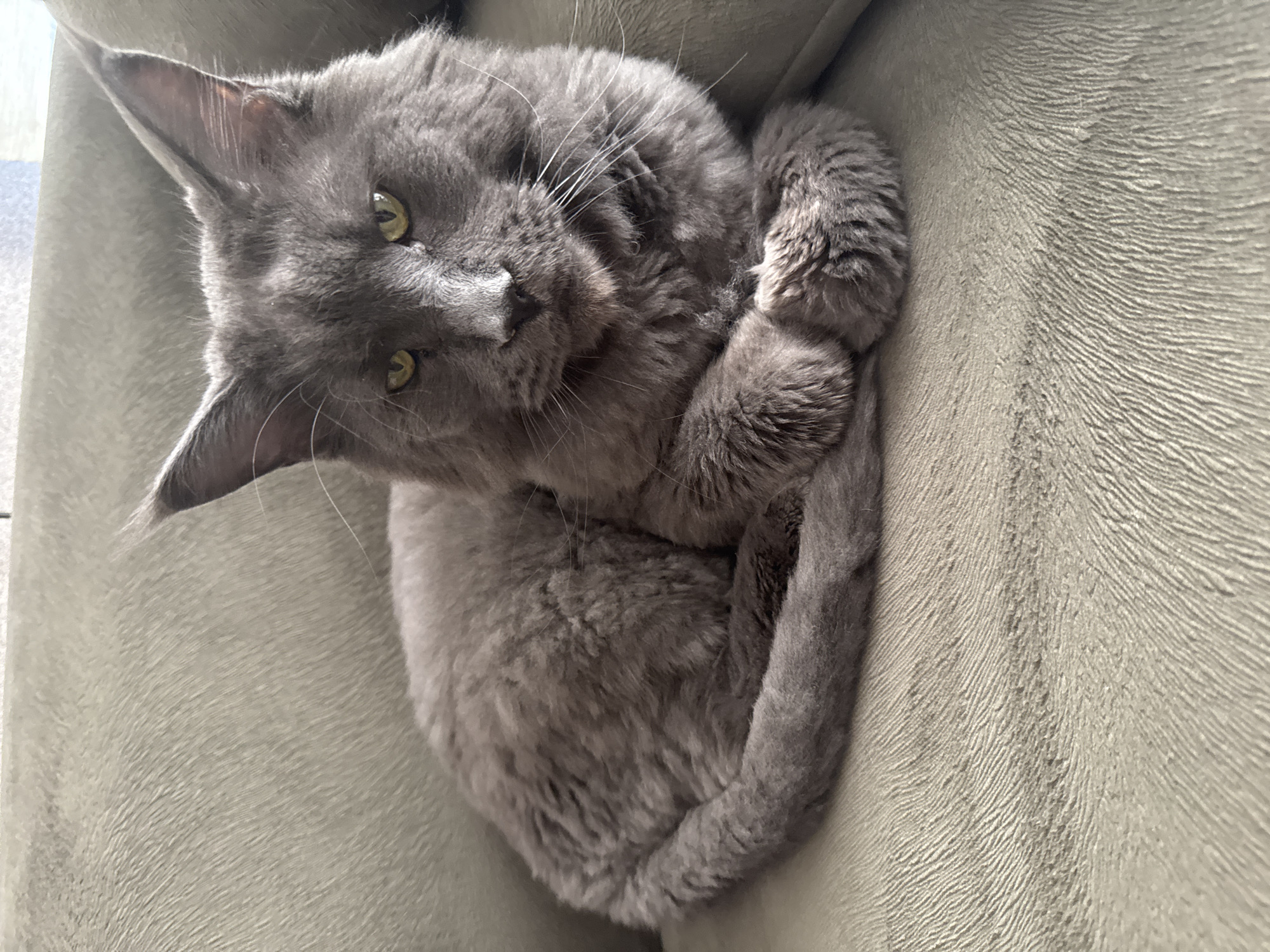 A grey, long-haired domestic cat with prominent ear tufts and distinct yellow-green eyes is depicted lying on a textured, light olive-green fabric surface, likely a sofa or armchair. The cat is curled with its body facing left, its tail wrapped around its left flank, and its front paws crossed neatly beneath its chest. Its head is raised, looking directly forward with an alert and composed expression. The fur is dense, particularly around its face and chest, displaying varying shades of grey. Fine white whiskers extend from its muzzle. The background shows a slightly lighter, blurred surface, indicating an indoor environment.