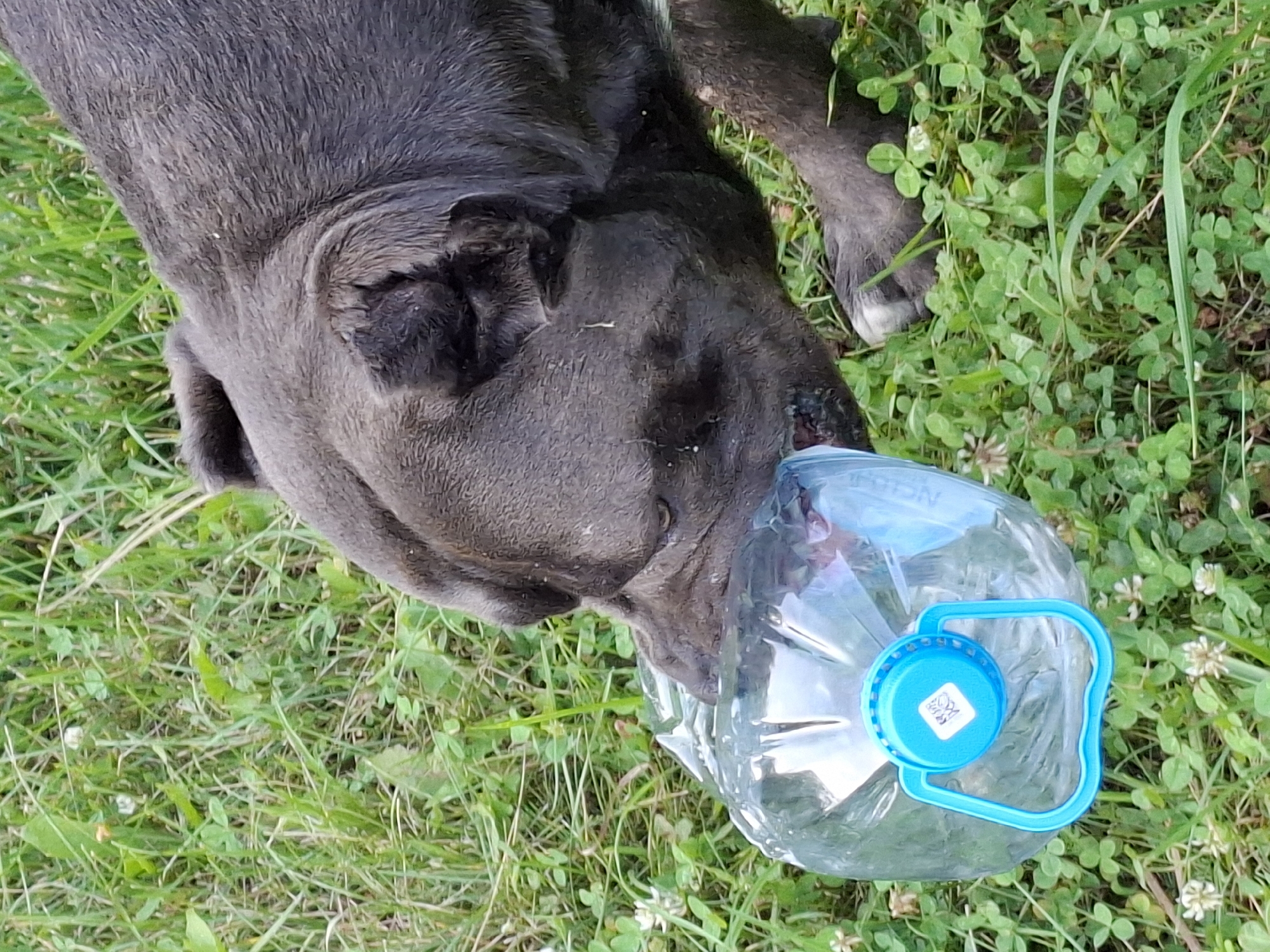 A dark-colored dog is shown outside on green grass. The dog is biting a large, clear plastic water jug with a blue cap and handle. The jug appears to be empty or nearly empty. The dog's head is close to the jug, and its mouth is around the opening. The dog's fur is short and appears wet or dirty in places. The grass is thick and interspersed with small white clover flowers. The image is taken from a slightly high angle, looking down at the dog and the jug.
