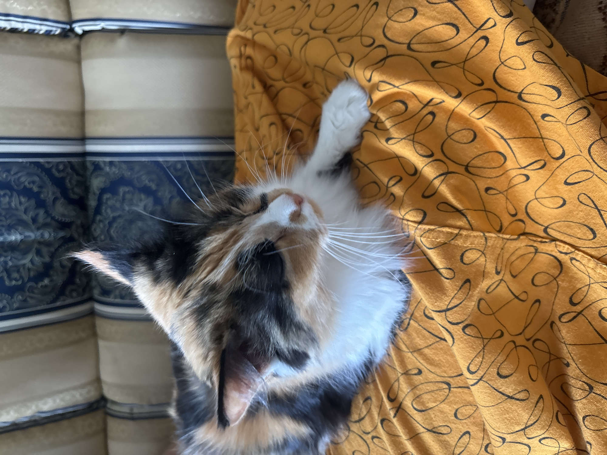 A tortoiseshell (calico) cat is seen resting comfortably indoors in Chaikovsky, Russia. The cat, exhibiting a distinctive coat of white, black, and orange-brown patches, is lying on a soft, mustard-yellow fabric adorned with a black swirling, abstract pattern. Its head is tilted, and its eyes appear closed, suggesting it is sleeping or deeply relaxed. Long, white whiskers are prominent around its muzzle. One white front paw is playfully or lazily raised. The cat is positioned on or next to a sofa or couch upholstered in striped fabric, featuring bands of beige, light blue, and dark blue. A section of the sofa also displays a more intricate dark blue patterned design. The lighting is soft and ambient, indicative of an indoor setting. The overall mood conveyed is one of peace and contentment. No text is visible in the image.