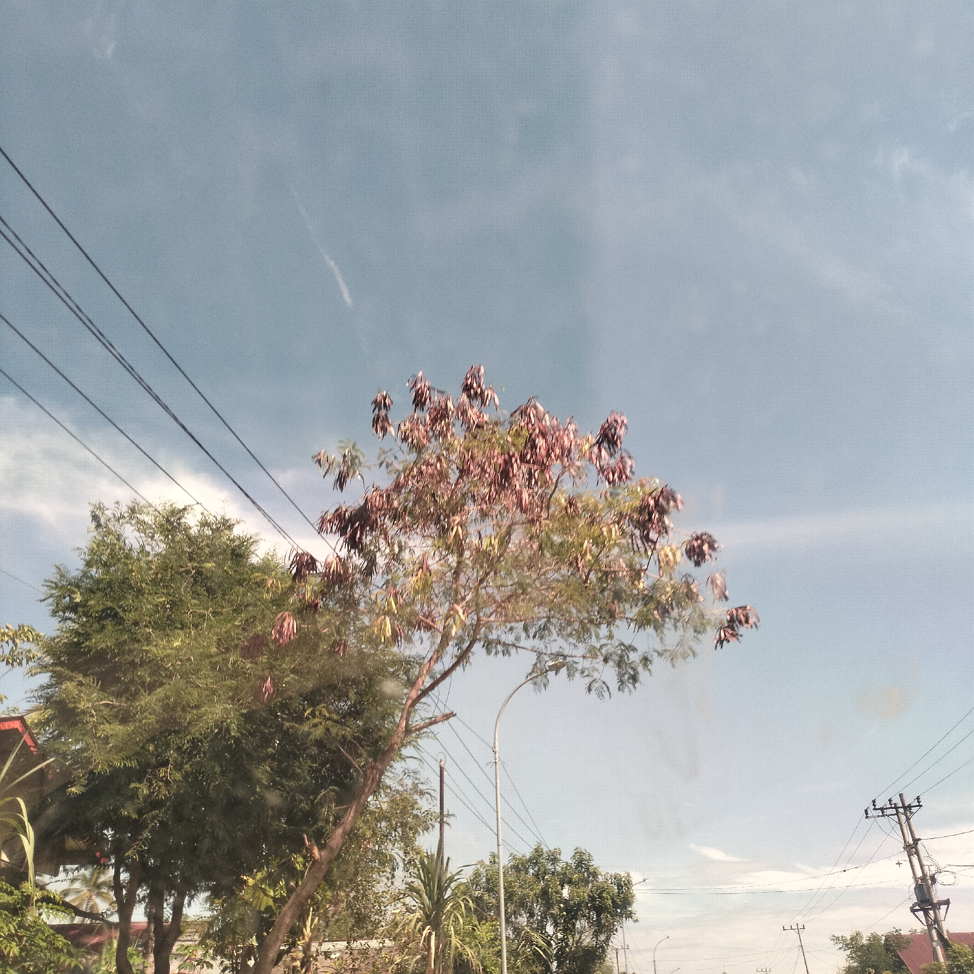 The image captures an outdoor scene on a bright, clear day in Kualadua, Indonesia. The sky dominates the upper portion, displaying a light blue hue with sparse, wispy white clouds and faint contrails. Several black power lines stretch diagonally across the upper left and horizontally across the middle of the frame.
In the center, a prominent tree stands against the sky, distinguished by its reddish-brown and some greenish leaves, suggesting a specific species or seasonal coloration. To its left, another large tree with dense green foliage occupies a significant part of the lower-left quadrant. Further right, a tall, slender street lamp post rises, while multiple utility poles with complex wiring structures are visible towards the right side of the image.
The lower sections of the image are filled with more varied green foliage and hints of structures, possibly roofs, indicating a populated area, likely a street or suburban setting. The overall impression is a sunny, warm day, typical of a tropical environment. No people or specific activities are visible, and there is no discernible text. The image appears to be taken from a slightly elevated or eye-level perspective, possibly from a moving vehicle, given the slight blur and reflections.