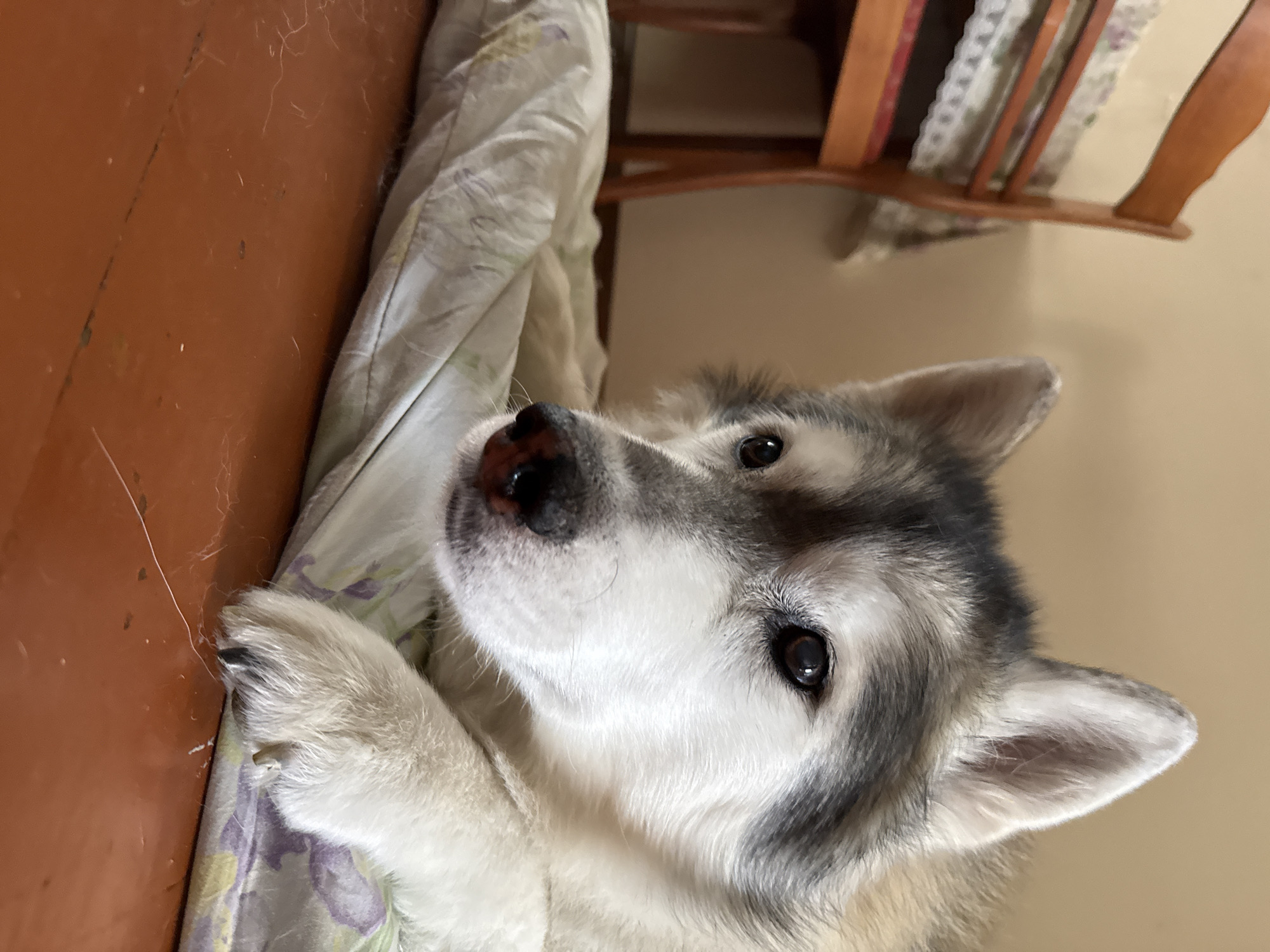 A close-up, low-angle shot shows a husky lying on a floral-patterned cushion. The dog is facing right, with its head tilted down slightly and its gaze directed forward. Its fur is a mix of gray, white, and black. In the background, the legs of a wooden chair are visible, along with a blurred tablecloth. The floor is made of brown wood. The lighting is soft and natural.
