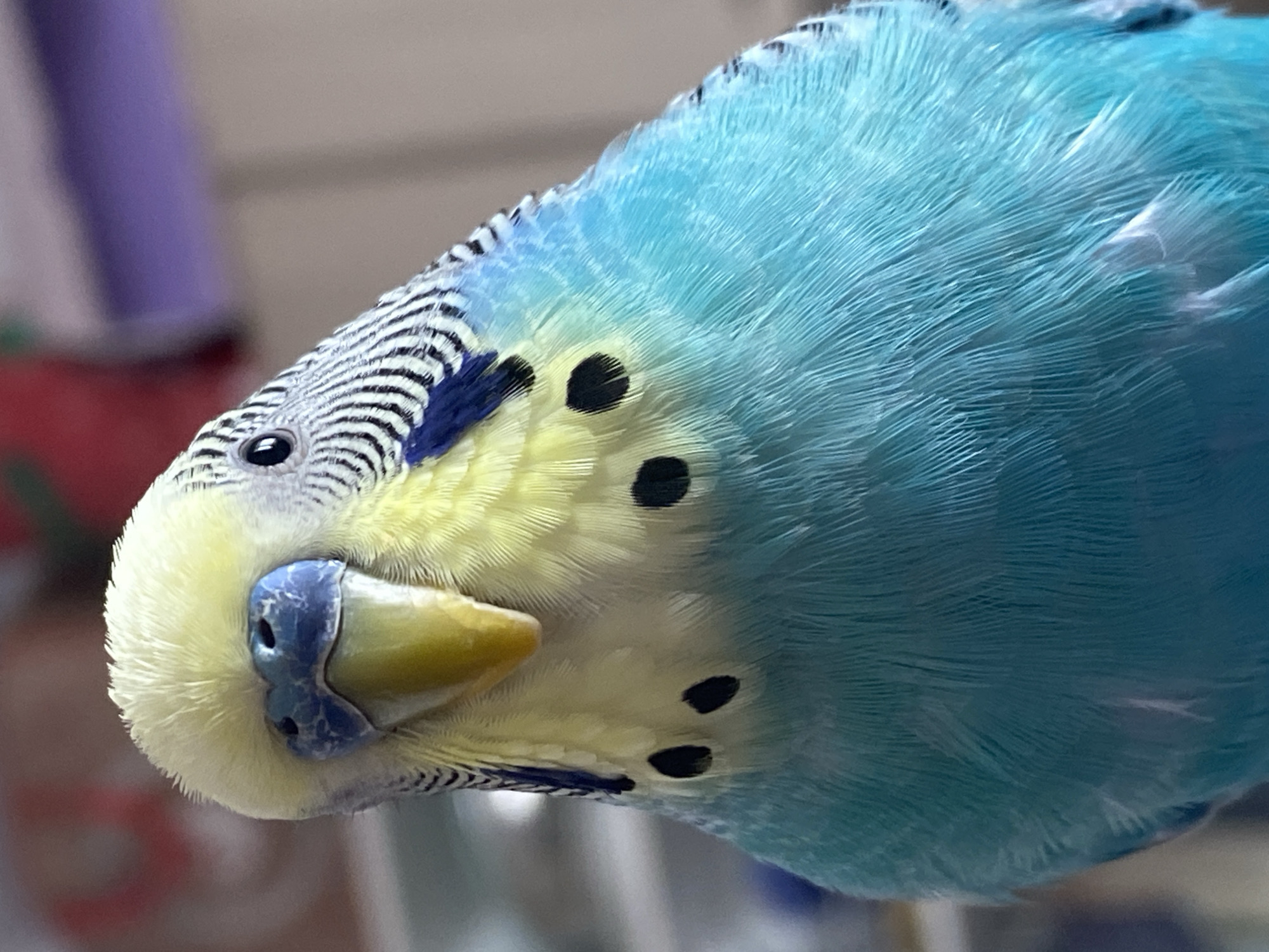 A close-up photograph of a blue and yellow budgerigar (parakeet) fills the frame. The bird's head is tilted downward towards the camera, offering a detailed view of its features. Its forehead is patterned with fine black and white striations, transitioning into a patch of blue feathers above the cere. The cere, which is the fleshy area around the nostrils, is blue in color. The bird's beak is a mix of yellow and gray. Three distinct black spots are visible on its cheeks. The majority of the bird's body is covered in bright blue feathers. The background is blurry, revealing only hints of red, purple, and beige hues, suggesting an indoor setting.