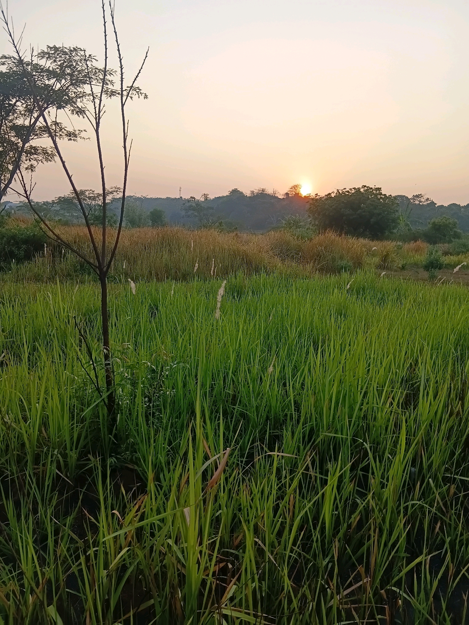 This photograph captures a serene rural landscape at sunrise, presumably in or near Cikal, Indonesia. The foreground is dominated by a dense field of lush, green grass, its blades standing tall and slightly illuminated by the rising sun. A slender, bare tree trunk stands in the left portion of the frame, its thin branches reaching upwards. Behind the tall grass, a band of drier, golden-brown vegetation can be seen, likely a field of mature reeds or tall grasses. In the background, a rolling line of trees forms a natural horizon, silhouetted against a pale, warm sky. The sun itself is visible as a bright, diffused disc just above the tree line, casting a gentle, golden light across the scene. The overall impression is one of tranquility and natural beauty in a rural setting.
