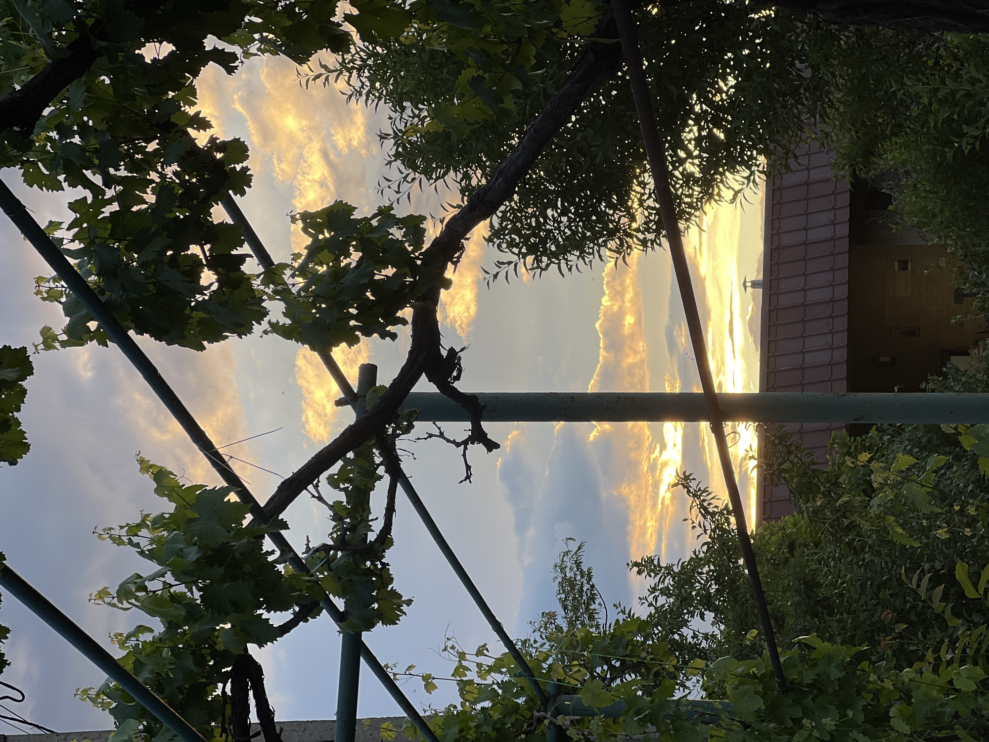 The image shows a view looking up through a garden structure, likely a pergola or trellis, towards a sunset in Yerevan, Armenia. The structure is made of dark brown wood and green metal supports, with vines bearing grape leaves climbing along it. The sky is visible through the structure, showcasing clouds illuminated by the golden light of the setting sun. In the background, a building with a reddish-brown tiled roof is partially visible through the foliage. The surrounding vegetation consists of various trees and shrubs, some with broad leaves and others with more delicate foliage. No people are visible.