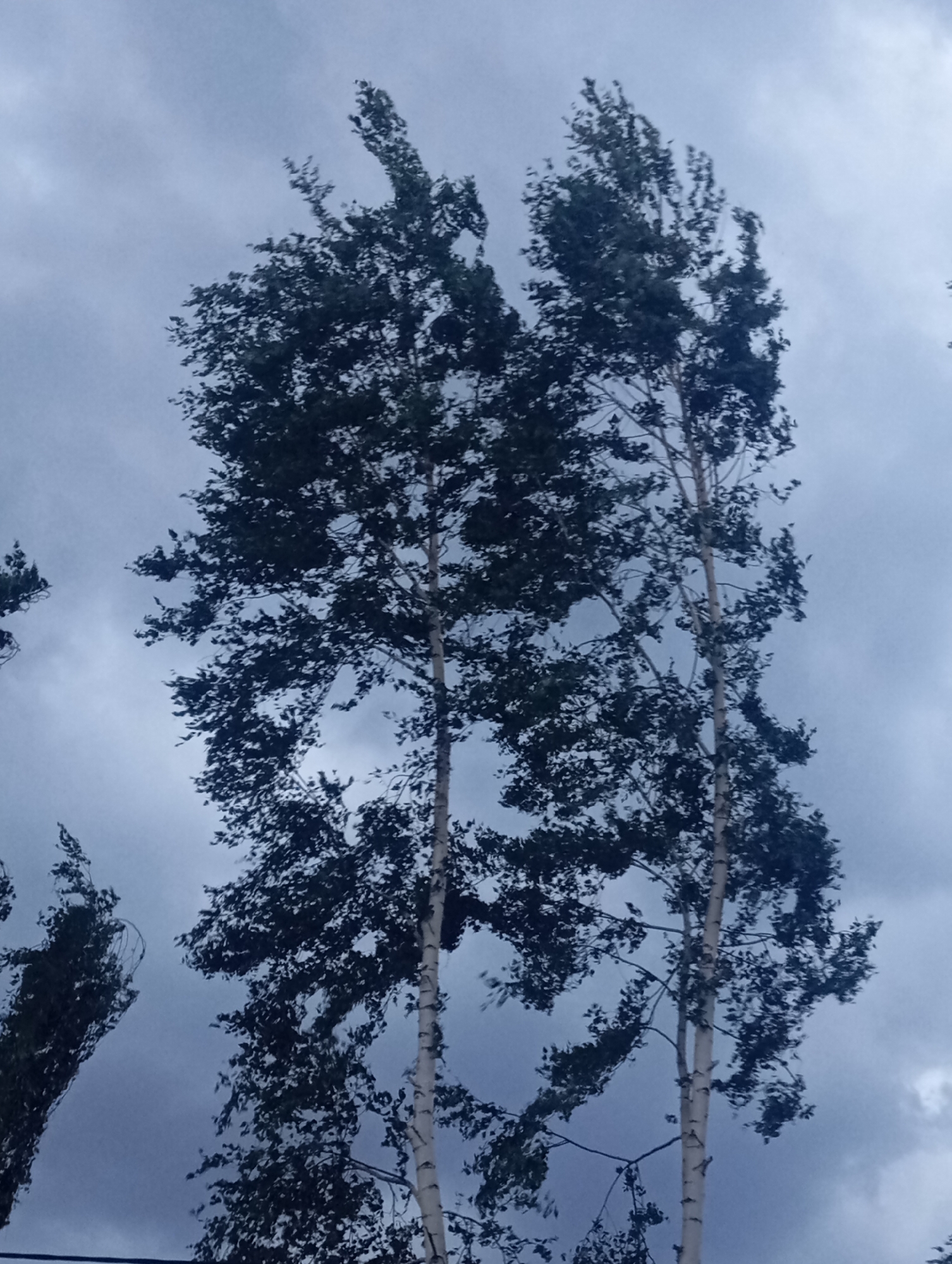 The media file shows two tall birch trees against a cloudy, overcast sky. The trees are the primary subjects, their white trunks contrasting with the dark foliage and the muted gray sky. The leaves on the trees appear to be blowing, suggesting a windy condition. The image is taken from a low angle, looking upwards towards the tree canopy. The sky is filled with dramatic, textured clouds, indicating a potentially stormy or at least heavily overcast day. There are no people or other objects clearly visible in the frame, except for a dark line that might be a wire or branch in the lower part of the image. The overall mood of the image is somewhat somber and dramatic due to the weather and the starkness of the trees against the sky. There is no visible text in the media file. The location context of Sofiivska Borshchahivka, Ukraine, provides a geographical reference for the scene, suggesting a temperate climate with the kind of deciduous trees and atmospheric conditions depicted. The time of day is not explicitly indicated but the lighting suggests it is daytime, likely afternoon or late morning, given the diffused light.