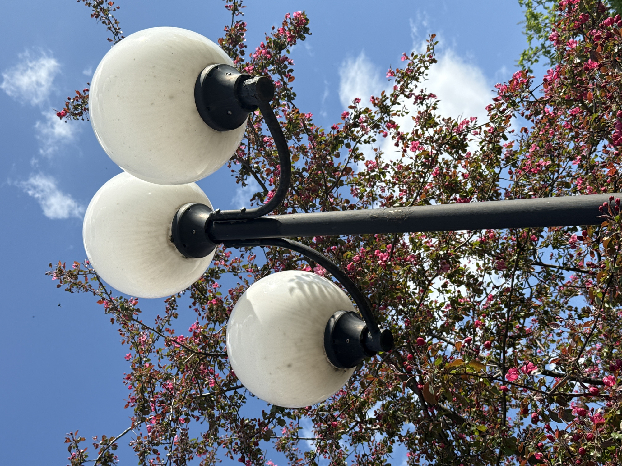 A low-angle shot captures a street lamp with three frosted globe lights against a backdrop of a clear blue sky scattered with fluffy white clouds, interspersed with a flowering tree featuring reddish-pink blossoms. The lamp post is black, with curved arms supporting the globe lights, which have black bases. The tree's branches are filled with dense foliage and blossoms, obscuring some of the sky. This photo might be located in Dmitrov, Russia, based on the prompt.