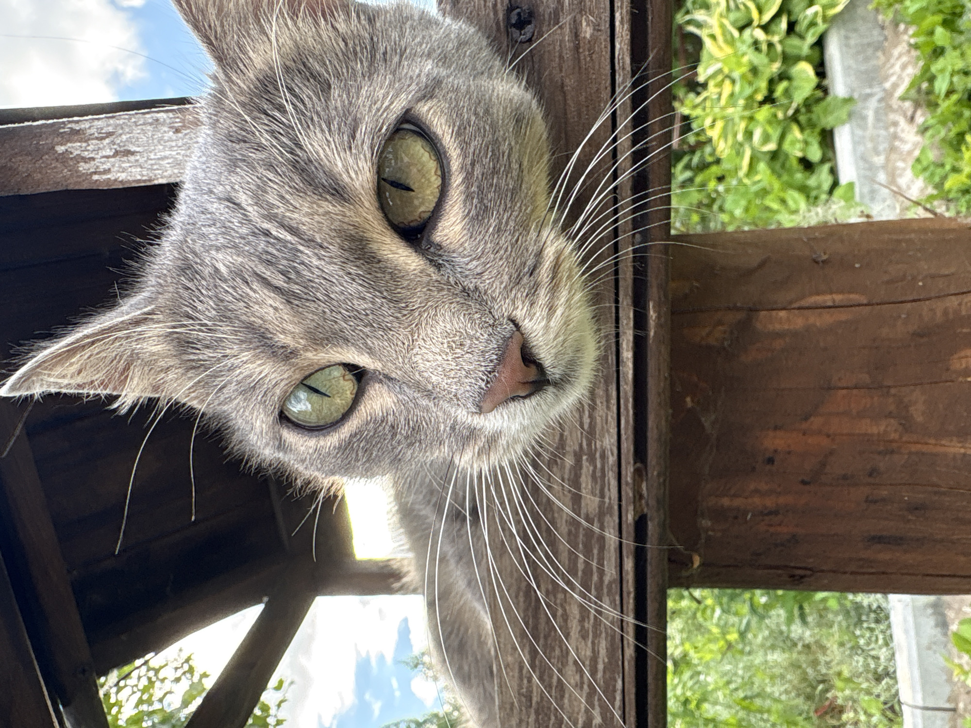 This is an upside-down close-up photo of a grey tabby cat's face. The cat's eyes are a striking green with black pupils, and its whiskers are long and white. The cat appears to be peering over a wooden structure, possibly a fence or a small shelter, with a blurred background of green foliage and blue sky. The wooden planks are weathered and show signs of age. The lighting suggests it is daytime, likely outdoors on a sunny day, given the brightness and the clear sky. The cat's expression could be interpreted as curious or playful, with its head tilted slightly. The image was taken in Сульмаш, Russia.