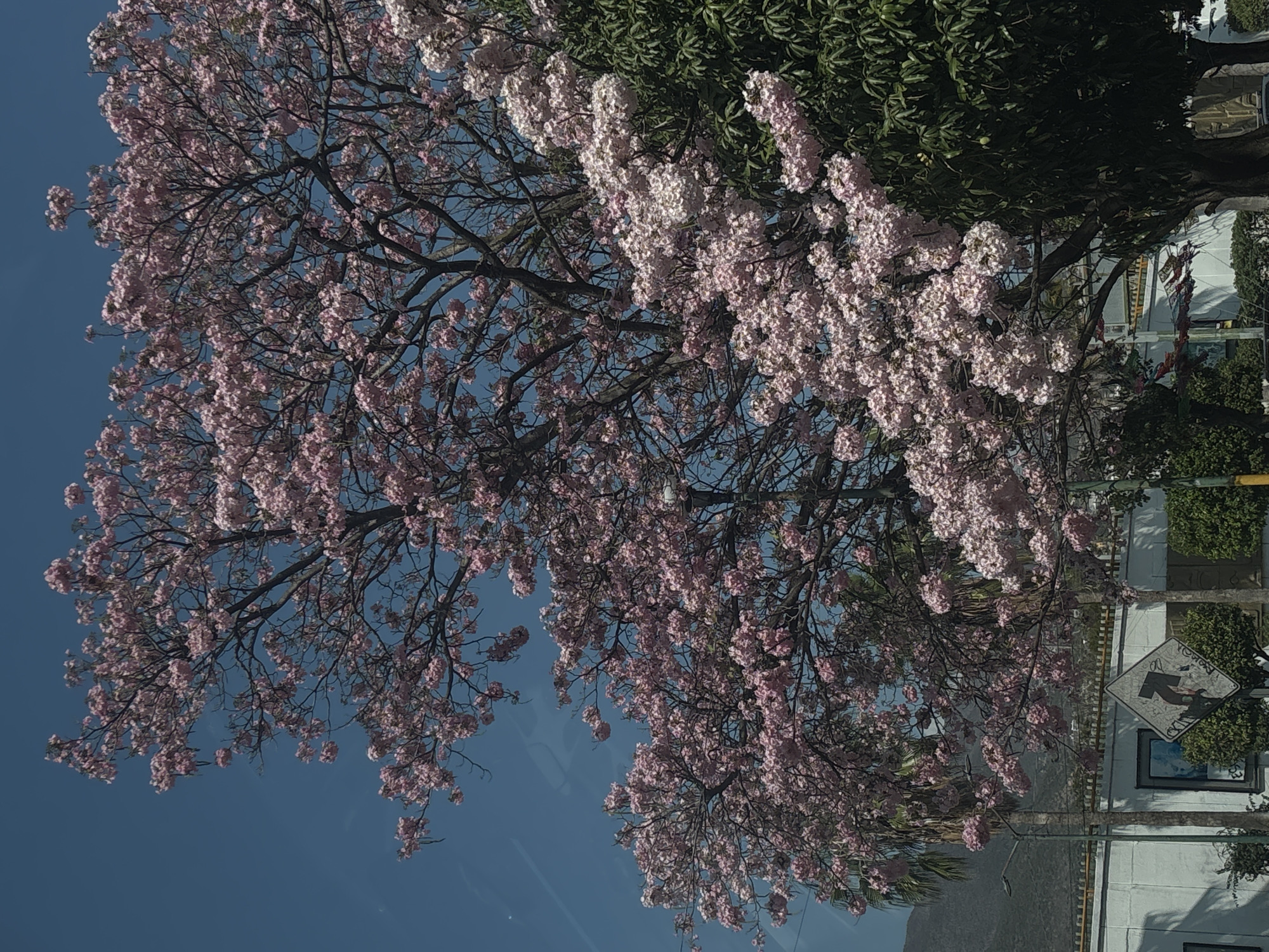 The image depicts a Tabebuia rosea tree in full bloom, with pink blossoms covering its branches. The tree is located in Chilpancingo, Mexico. The sky is a clear, bright blue. In the background, buildings and lush green trees can be observed. A street sign is visible. No people are visible in the image.