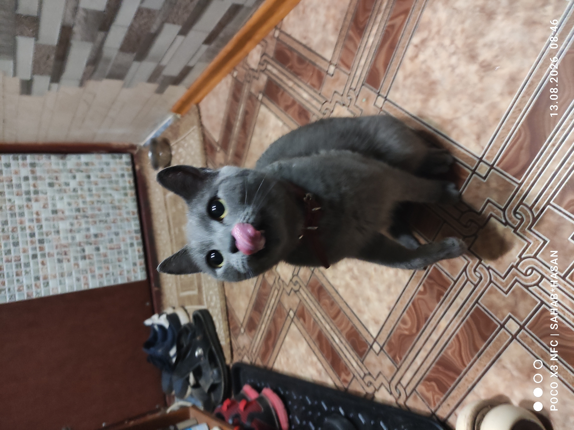 A medium shot captures a grey cat with its tongue sticking out, sitting on a tiled floor in what appears to be an indoor environment. The cat is wearing a red collar. In the background, to the left, a pair of sandals and blue sneakers are visible. To the right, a wall with a tiled pattern and a wooden trim is present. The floor is covered with large brown and beige tiles arranged in a geometric pattern. The lighting suggests it is daytime. The lower portion of the image displays a watermark with text and a timestamp.