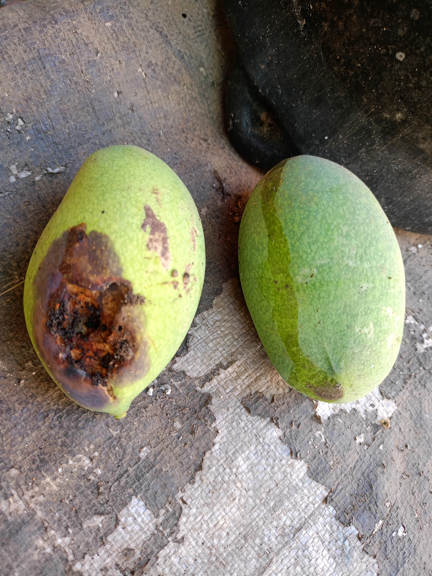 Two unripe green mangoes are displayed on a textured surface, possibly a woven mat or tarp, with some damage and discoloration. The mango on the left exhibits a significant rotten patch, dark brown to black in color, with visible decay and a somewhat sunken texture. The mango on the right is intact and appears healthy, with a lighter green skin and a subtle darker green stripe running vertically. The background is out of focus but suggests an outdoor or rustic environment. The image is taken from a high angle, looking down on the mangoes. The overall scene is simple and focused on the fruit. There are no people or actions depicted. The location in Jelbuk, Indonesia is not visually discernible from the image itself.