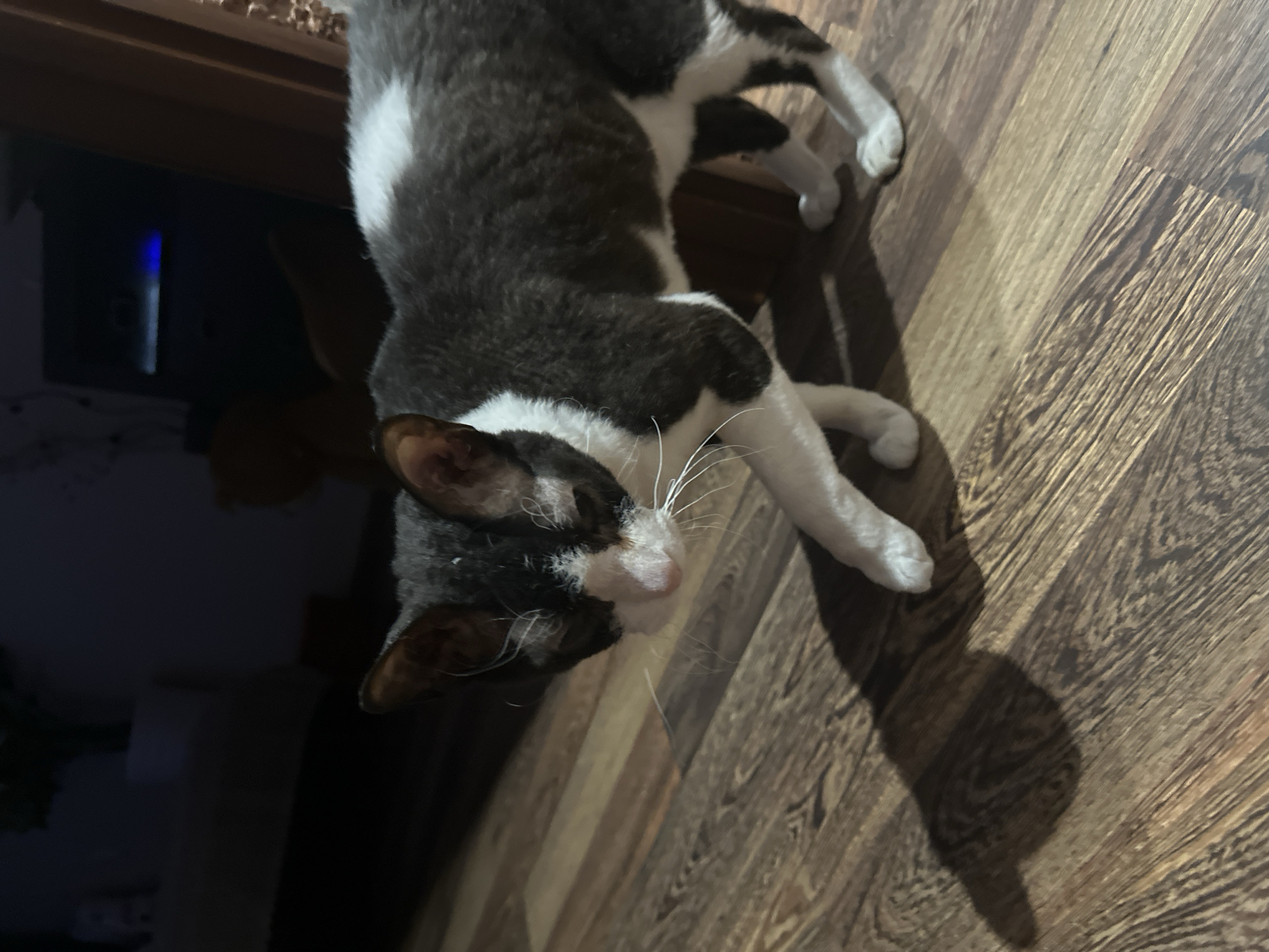 A black and white cat is lying on a wooden floor. The cat is facing left and appears to be sleeping or resting. Its paws are extended, and its eyes are closed. The fur of the cat is short and sleek, with patches of white on its chest and face. The wooden floor has a dark brown, wood-grain pattern. The lighting suggests it might be indoors, possibly in a home. The image is shot from a high angle, looking down at the cat. There is a shadow cast by the cat on the floor, indicating a light source from the right. In the background, a dark area suggests a piece of furniture or a wall. There is no visible text in the image. The overall mood of the image is peaceful and serene.