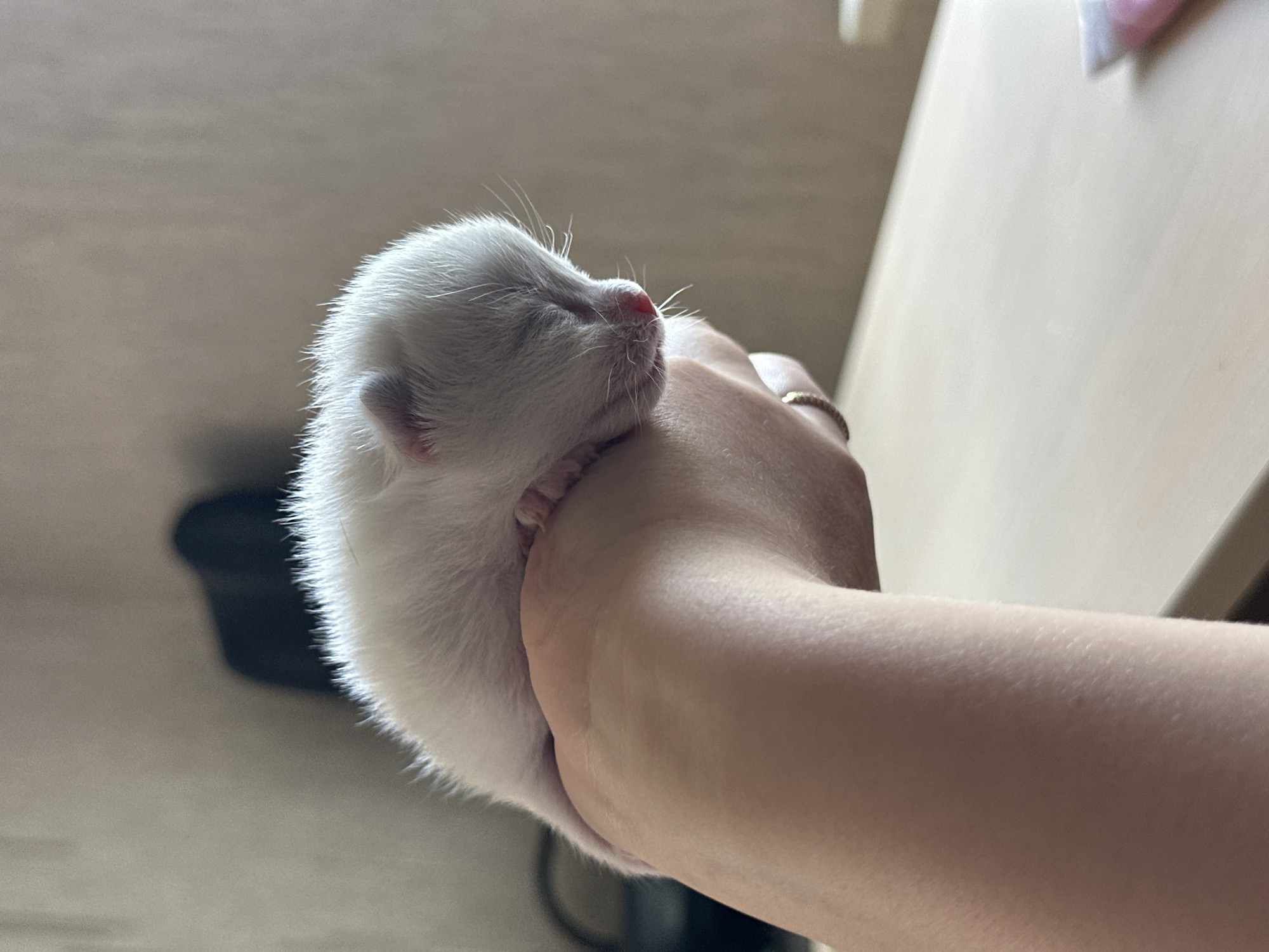 A newborn, white kitten with closed eyes is resting on a person's palm, which is held in a horizontal position. The kitten's fur appears fine and soft. The person's hand is illuminated by a light source, highlighting its skin texture and a ring on their finger. In the background, the scene is softly blurred, suggesting an indoor environment with a light-colored wall and a wooden surface, possibly a table. The overall lighting is warm and gentle. This image was taken in Chaikovsky, Russia.