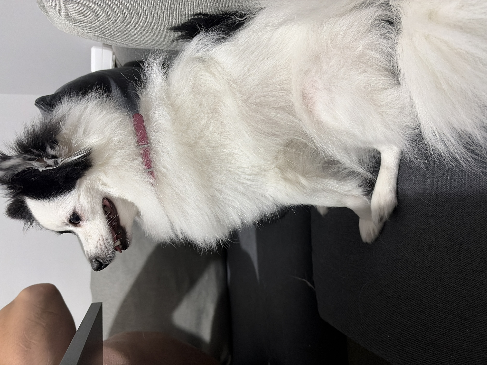 A medium shot captures a fluffy black and white dog with a pink collar sitting on a dark gray sofa. The dog is facing left, with its mouth slightly open and tongue visible. Its fur is long and appears well-groomed. The sofa has a textured fabric, and a portion of a gray armrest is visible to the left, with a person's bare leg resting on it. In the background, a dark pillow sits on the sofa behind the dog, and a light-colored wall is visible. The lighting suggests an indoor environment.