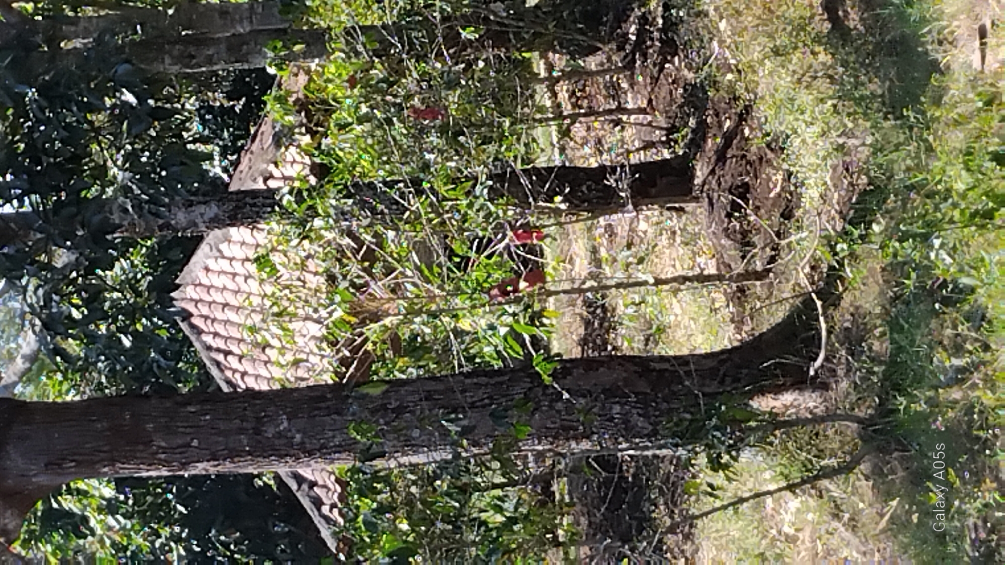 The image shows a sun-dappled outdoor scene with dense foliage and trees. In the background, a tiled roof of a structure is visible, peeking through the leaves. Several thin trees with red fruits are scattered throughout the mid-ground. The foreground is dominated by the textured bark of a large tree on the left, with a lighter-colored tree trunk to its right. The ground is covered in dirt and dry leaves, with patches of green vegetation. The overall impression is of a natural, possibly rural or garden setting. The watermark "Galaxy A05s" is present in the lower left corner. The scene is consistent with the environment found in the rural outskirts of Sumedang, Indonesia, known for its agricultural landscapes and natural beauty, potentially a coffee plantation or fruit orchard.