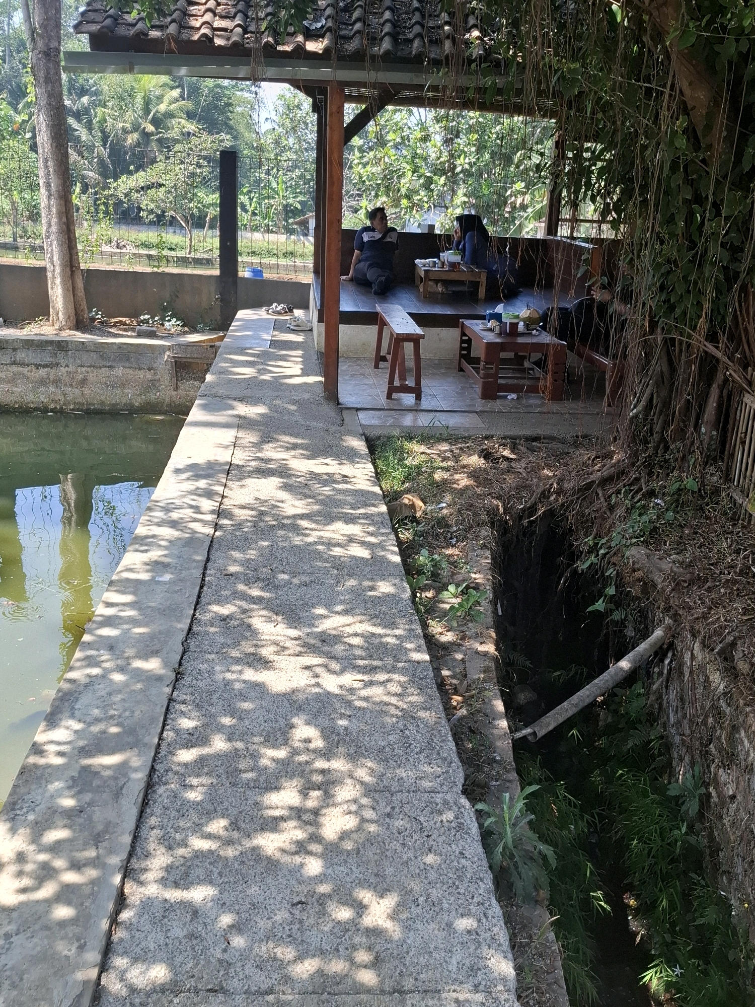 The image depicts an outdoor seating area next to a body of water, likely a pond, and a narrow, overgrown ditch. The setting appears to be in or around Cibentang, Indonesia, suggested by the lush tropical vegetation and architectural style.
In the foreground, a concrete walkway runs alongside the pond, its surface dappled with sunlight and shadow from overhead foliage. The pond itself is a murky green, reflecting the surrounding trees and sky. To the right of the walkway, a dark, narrow ditch is visible, filled with dense green foliage and tangled roots from a large tree. A concrete pipe crosses over the ditch.
In the background, a covered, open-air seating area is set up. Several people are seated on a raised platform, some at low wooden tables. One person is seated on the far left, facing away from the camera, wearing a dark shirt and lighter pants. Two individuals are seated at a table in the center, one in a dark headscarf and the other in a dark shirt. Another person is seated on the far right, also at a table. The seating area has a tiled floor and a tiled roof supported by wooden beams.
The environment is characterized by abundant vegetation, including large trees with visible aerial roots, palms, and various green plants. The overall impression is a casual, semi-natural outdoor gathering space, possibly a cafe or a rest stop.