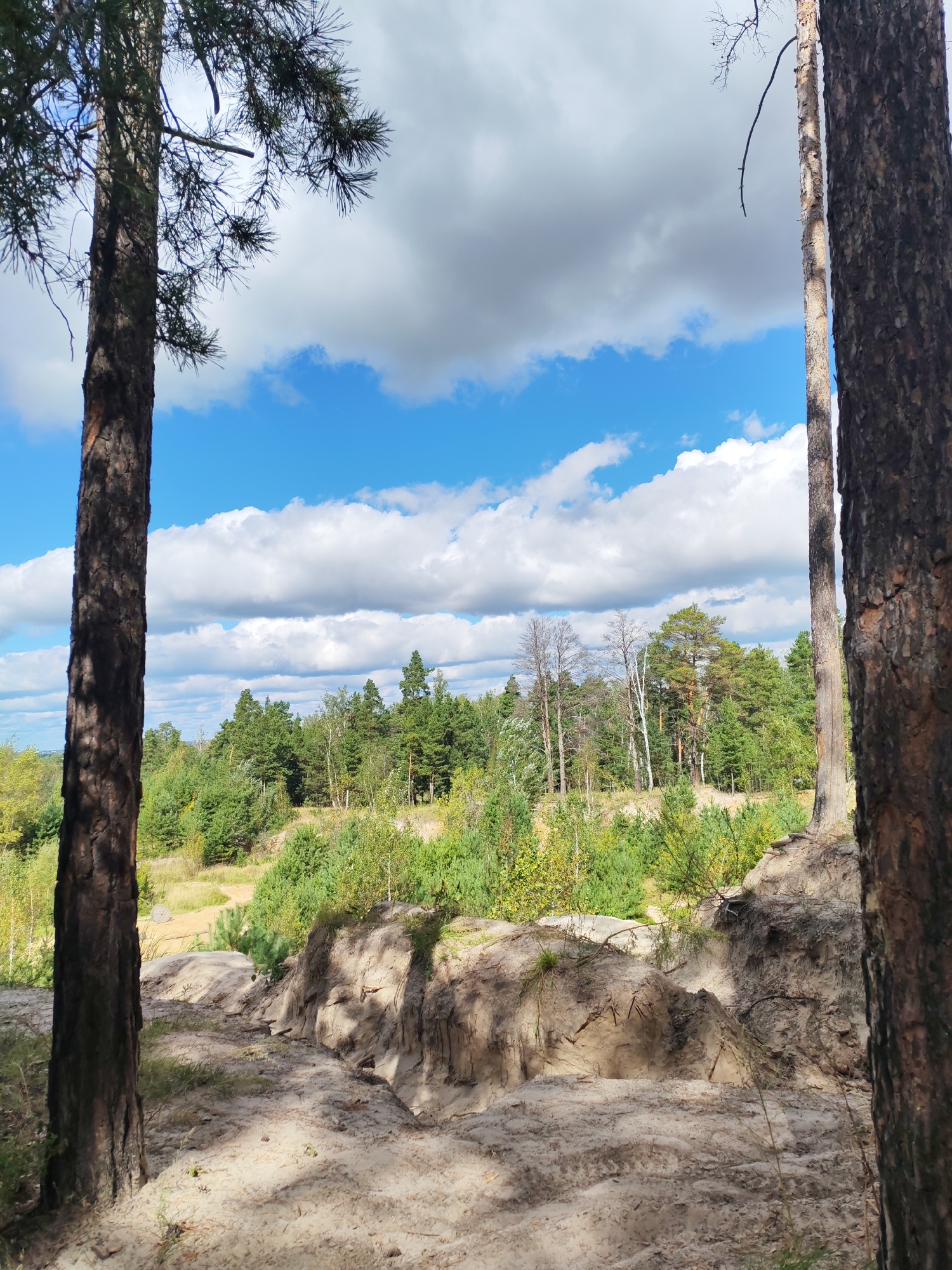 The image depicts a natural landscape with a clear blue sky dotted with white clouds. In the foreground, two prominent tree trunks frame the scene. The ground is sandy with some sparse vegetation and erosion, revealing layers of soil. Beyond this foreground, a dense forest of evergreen trees stretches into the distance. The overall impression is one of a wooded, natural area, likely outside of a heavily urbanized zone.