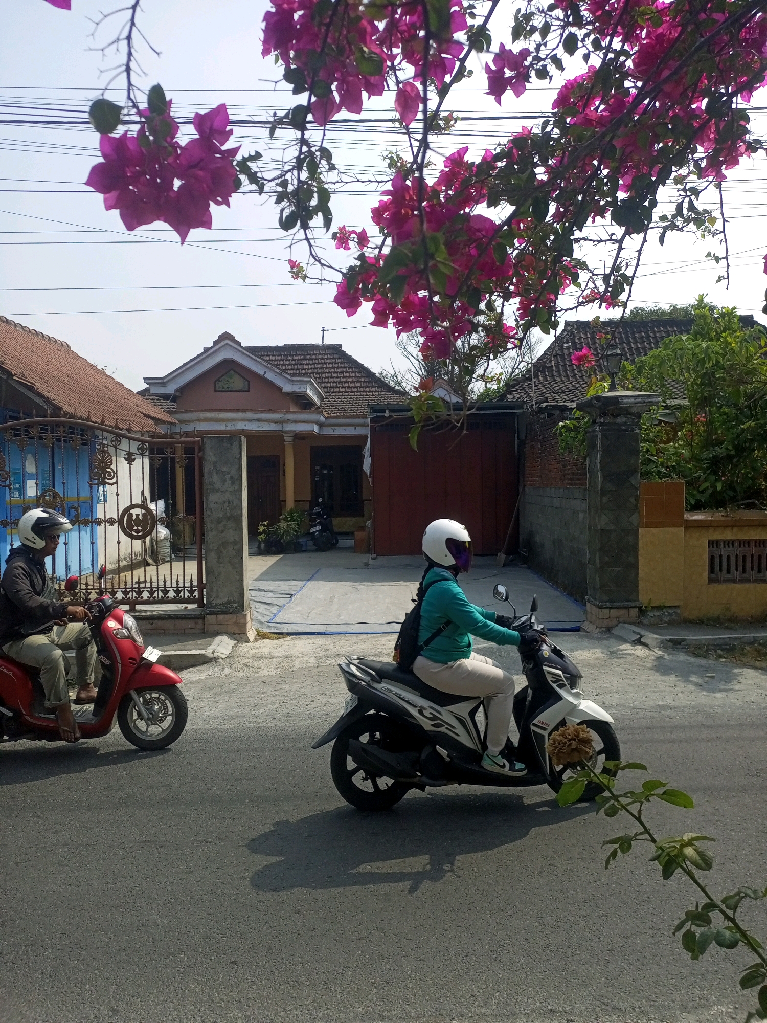In Ngasem, Indonesia, a sunny day is depicted with two individuals on motorcycles traveling along a paved road. In the foreground, a red scooter carries a person wearing a black jacket, white helmet, and light-colored pants. To their right and slightly further down the road, another person on a white and black motorcycle is seen from the side, wearing a teal jacket, light-colored pants, and a white helmet with a purple visor. They are also carrying a black backpack. The background reveals a residential area with houses featuring terracotta tile roofs and some vegetation, including vibrant pink bougainvillea flowers hanging from branches overhead, framing the scene. Electrical wires are visible against the clear sky. The overall impression is of a typical day in a residential neighborhood.