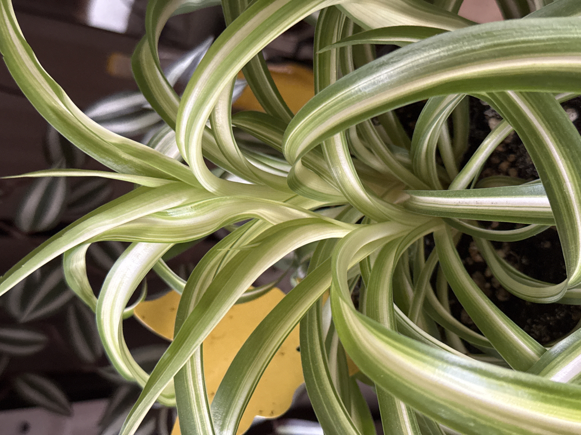 This is a close-up, overhead shot of the leaves of a spider plant. The leaves are long, thin, and arching, with variegated stripes of green and white. Some leaves are curled and twisted, creating a sense of movement and dynamism. The background is dark and out of focus, but appears to be the soil of a plant pot. There are hints of a yellow tag peeking out from behind the leaves. The lighting is natural and soft, suggesting the plant is indoors, possibly near a window. There is no text visible in the image.