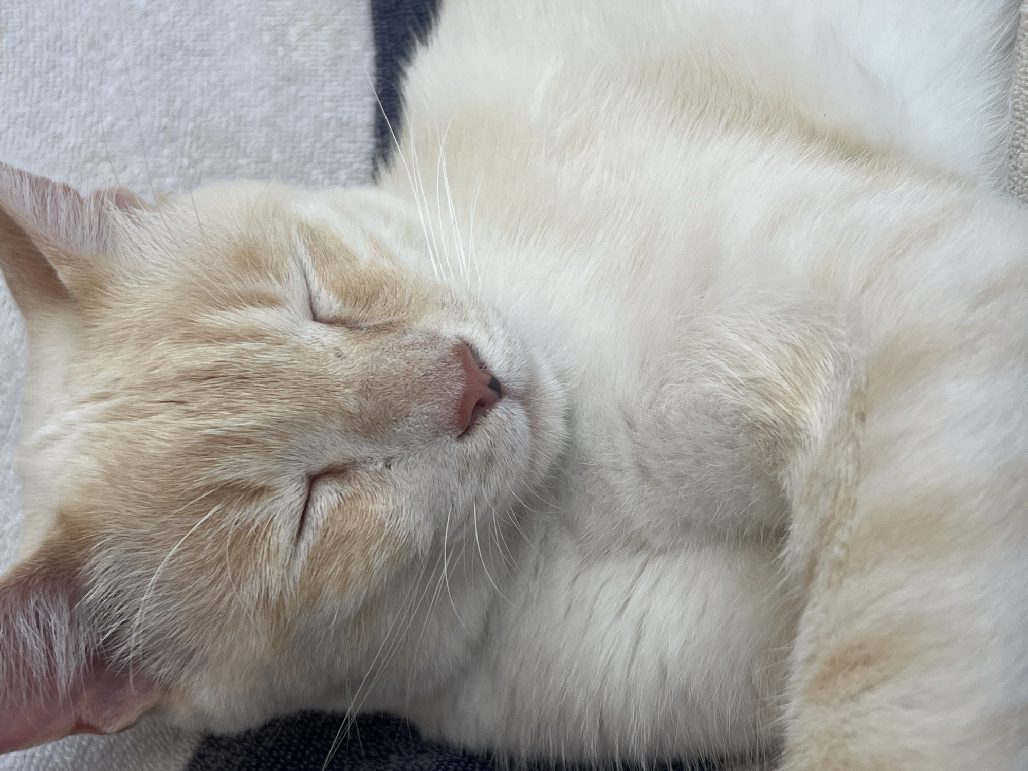 A close-up, overhead shot shows a light-colored cat with its eyes closed, sleeping. The cat is resting on a dark blue and white striped surface, likely a blanket or sofa. The cat's fur is a creamy beige with subtle darker markings. Its pink nose is visible, and long white whiskers fan out from its muzzle. The image is sharp and well-lit, focusing on the peaceful slumber of the feline. There is no discernible indication of the city of Khostinskiy, Russia, within the provided image.