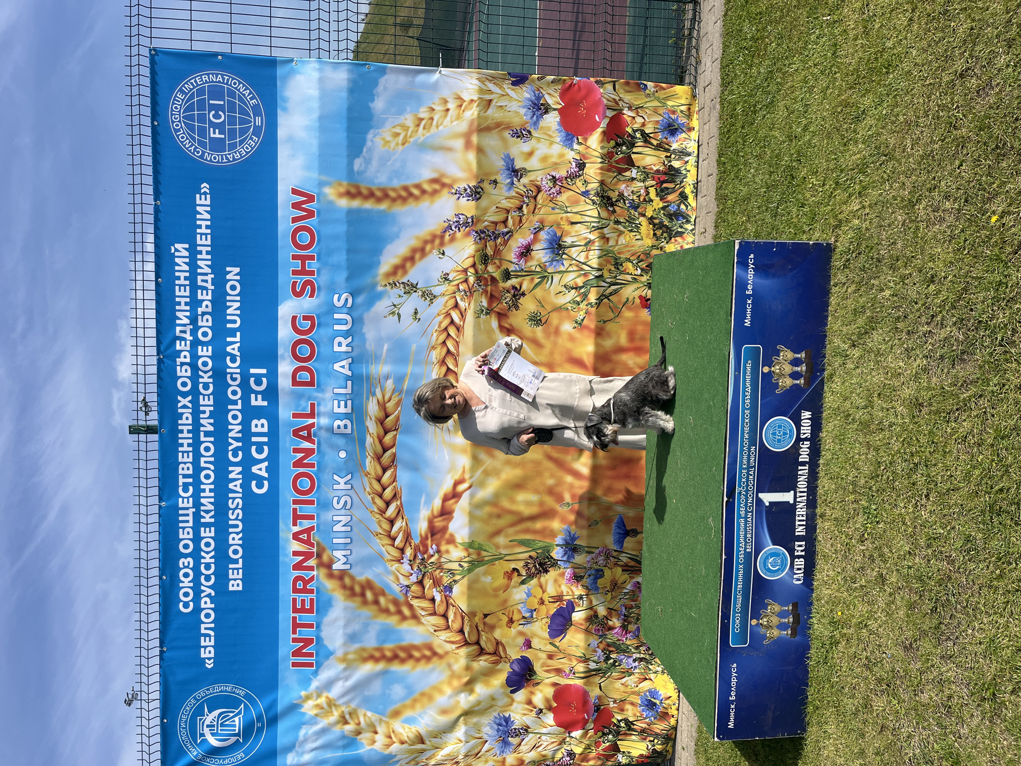 A female participant stands on a green platform with a miniature schnauzer at the Belorussian Cynological Union CACIB FCI International Dog Show in Minsk, Belarus. The participant, wearing a light-colored outfit, holds a ribbon and a certificate. The dog is looking towards the left of the frame. Behind them is a large banner with images of wheat, wildflowers, and the event's logo. The platform is elevated and covered with green turf. In the background, a chain-link fence and a grassy hill are visible under a bright blue sky. The banner displays text in Russian and English, indicating the event's name and location. The base of the platform features trophies and text that includes "Minsk, Belarus". The scene appears to be an outdoor event during the daytime.