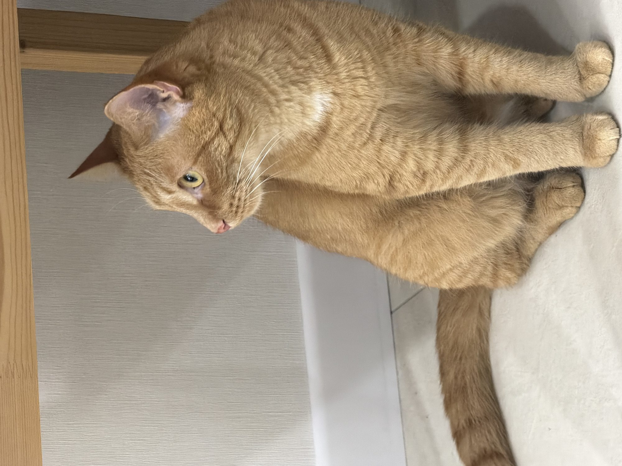 An orange tabby cat is crouched on a white tiled floor, with its body angled downward. The cat's tail extends downward towards the bottom of the image. A light wood-colored object, possibly part of furniture, is visible in the upper left. A white wall is visible behind the cat. The location (Izhevsk, Russia) is not discernible from the image.