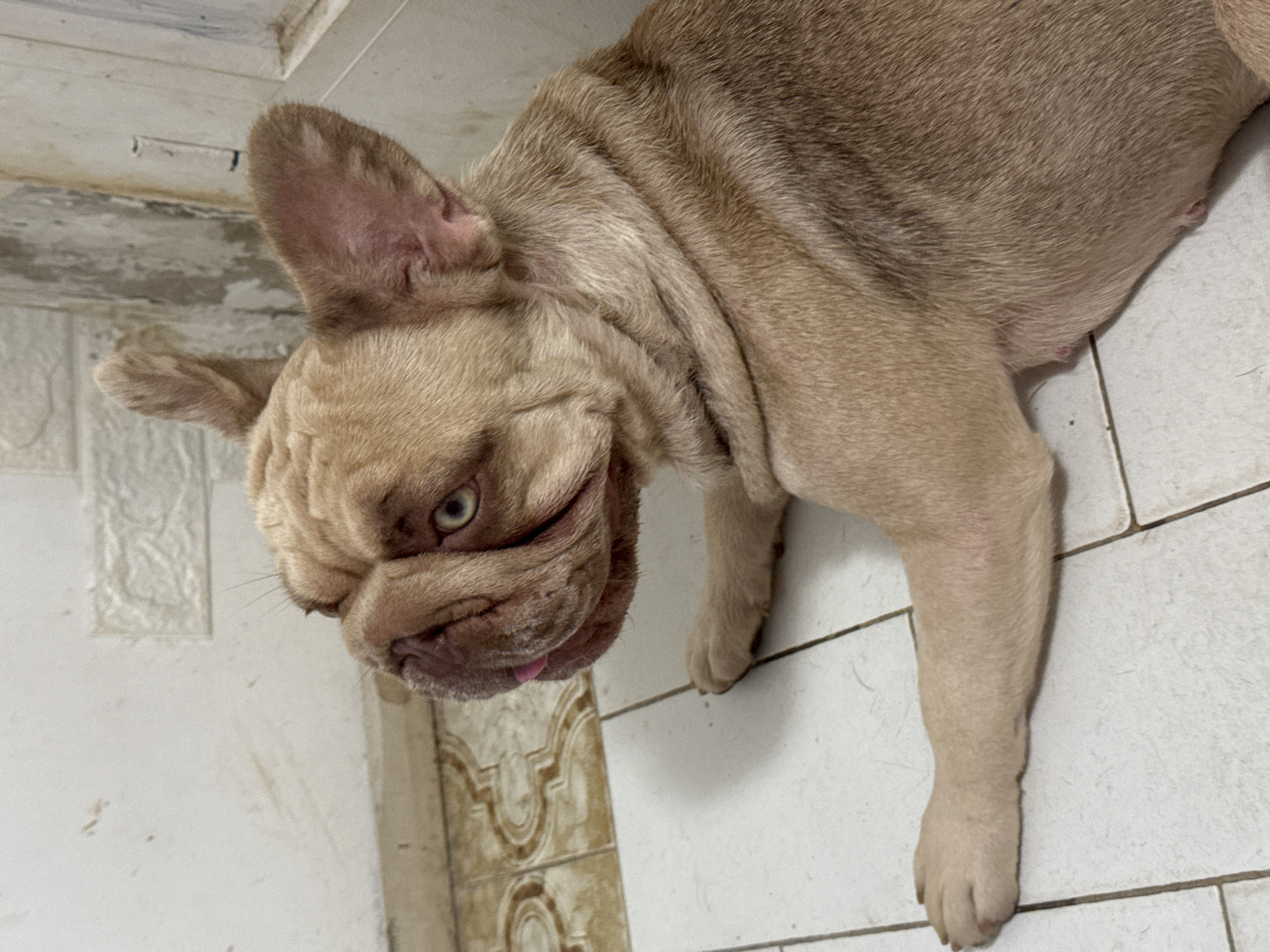 The image shows a light brown French bulldog lying on a tiled floor, possibly in an indoor setting. The dog's head is tilted, and its face is partially obscured by wrinkles. One of its eyes, a striking green, is visible. Its tongue is slightly out, suggesting it may be panting or relaxed. The dog's body is mostly visible, with its legs stretched out on the floor. The tiled floor appears to be white and cream-colored, with some decorative brown tiles in the background. The lighting suggests it might be daytime, but there are no clear indicators of the time of day or weather. The overall impression is of a domestic scene, with a pet at rest. There is no visible text in the image. The location context of San Benedetto del Tronto, Italy, does not provide any specific visual cues within the image itself.