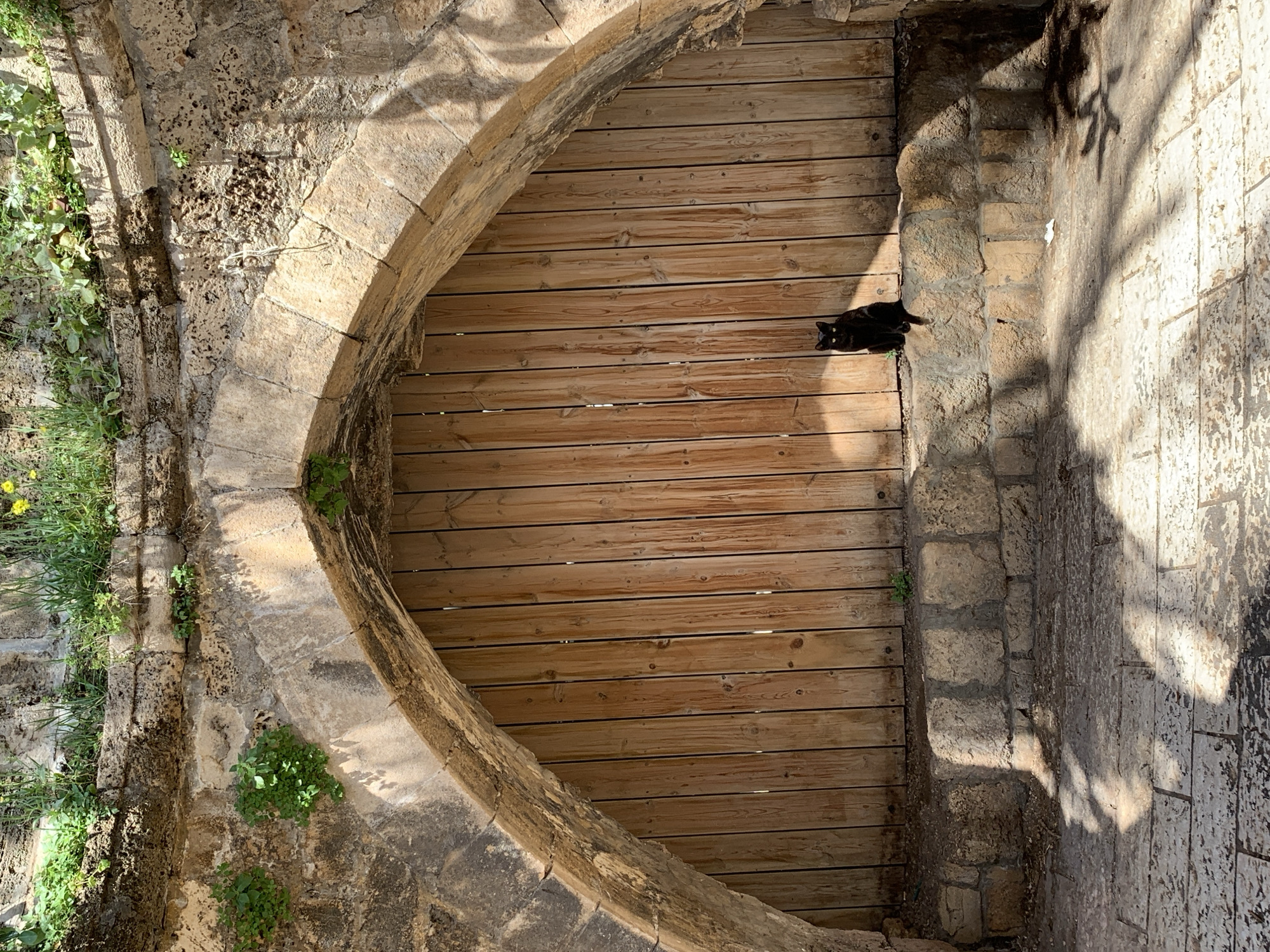 A wooden door is set into a stone archway. A black cat lies on the right side of the doorway. The archway is constructed of light-colored stone. Green foliage grows on the left side of the archway. Tree shadows fall on the stone wall to the right of the door. This scene appears to be located in Tel-Aviv, Israel.
