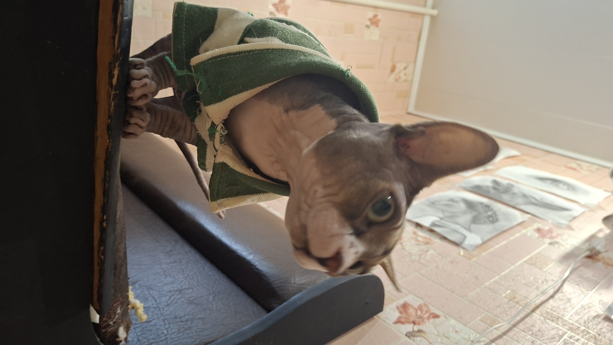 A close-up, low-angle shot shows a Sphynx cat wearing a green and white striped sweater. The cat is standing on a dark surface, possibly a chair or table, with its front paws visible. The background consists of a wall with pink wallpaper featuring floral patterns and several framed drawings or sketches. The lighting appears to be indoor. The scene is likely a domestic indoor environment in the city of Myadzyel, Belarus.
