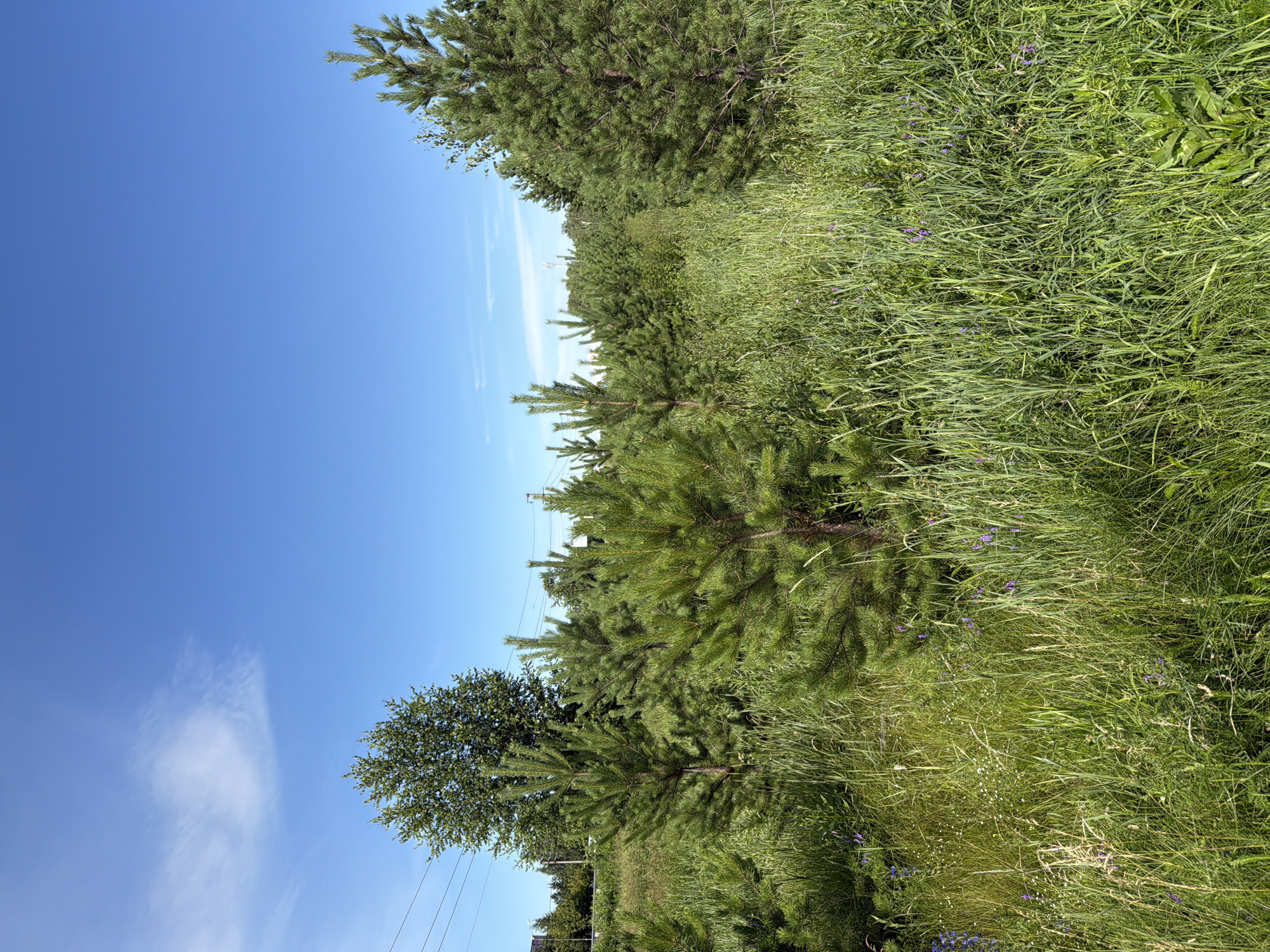 This is a daytime, eye-level, full-shot photograph of a field of young pine trees and tall green grass under a clear blue sky with scattered wispy clouds. In the background, to the left, there is a large deciduous tree and power lines are visible stretching across the frame. To the far right, a mature pine tree stands prominently. The foreground is dominated by lush green grass with small purple wildflowers scattered throughout. The scene appears to be in a natural or semi-natural environment, possibly on the outskirts of the city of New Kremenkul', Russia. There are no people or animals visible in the image.