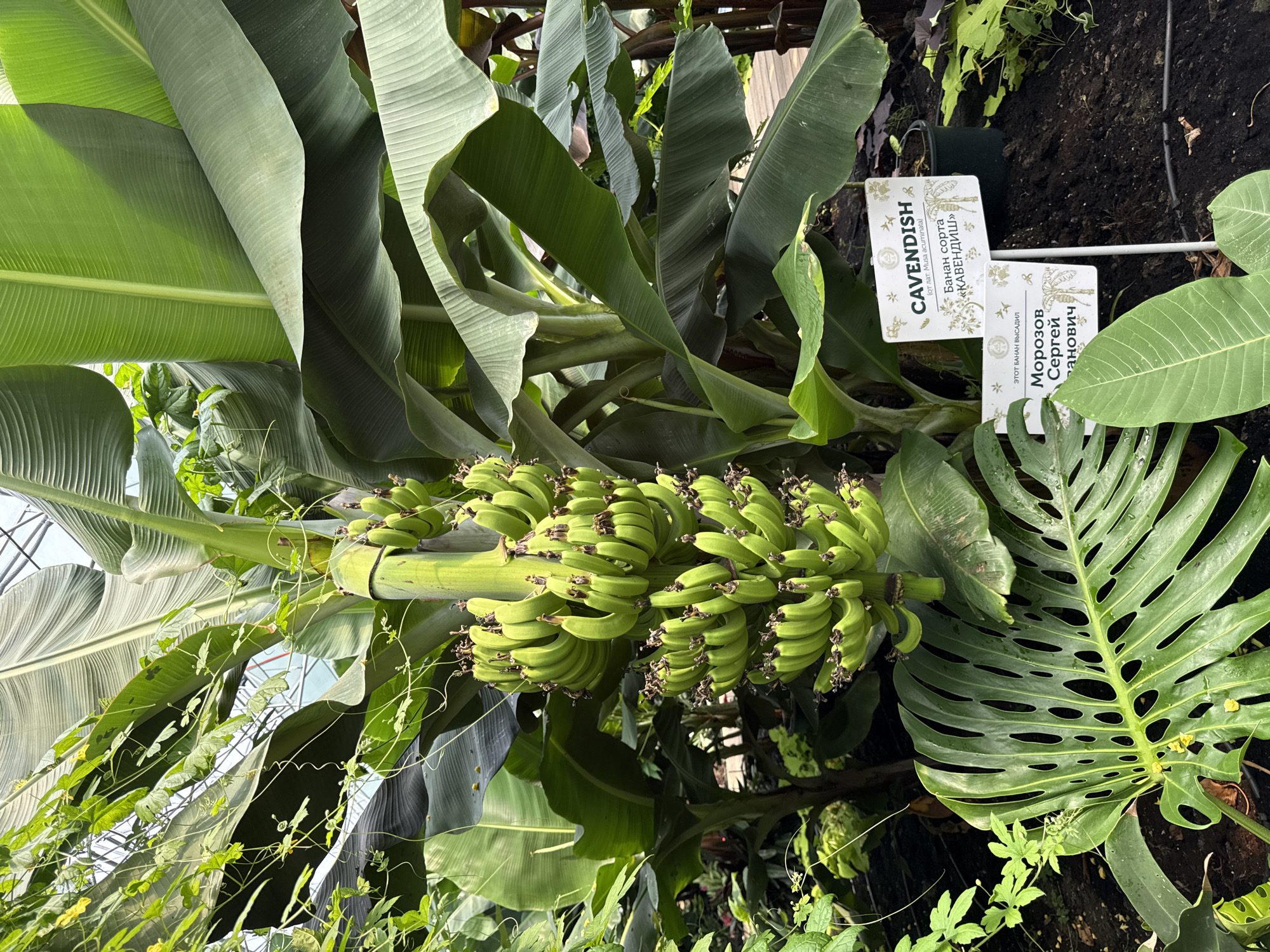 The image shows a banana plant with a large bunch of green bananas hanging from it. The plant is surrounded by other lush green foliage, including a large monstera leaf in the foreground. There are two signs in front of the plant, one with the text "CAVENDISH" and below it in Russian "Банан сорта «КАВЕНДИШ»". The second sign, also in Russian, reads "ЭТОТ БАНАН ВЫСАДИЛ Морозов Сергей Занович". The scene appears to be in a greenhouse or botanical garden setting, with a light-colored ceiling structure visible in the background. The location is identified as Oryol-Izumrud, Russia.