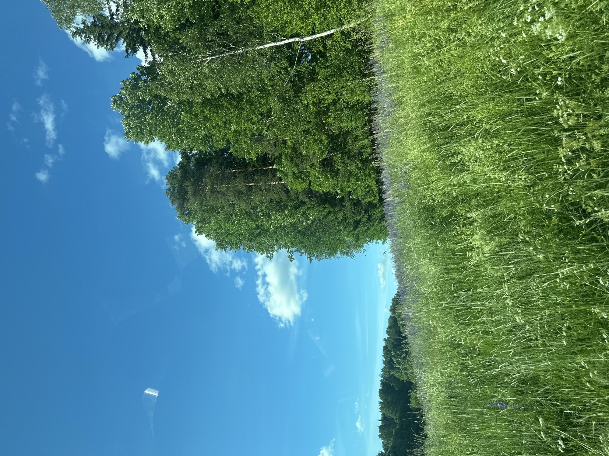 The image shows a vibrant, sun-drenched landscape under a clear blue sky dotted with fluffy white clouds. In the foreground, a field of tall, green grass sways gently, interspersed with delicate white wildflowers. Behind the grass, a line of purple flowers stretches across the middle ground, leading the eye towards a dense forest that forms the background. The forest is a rich tapestry of various shades of green, with towering trees, some of which have distinctive white bark, piercing the sky. The overall impression is one of natural beauty and tranquility, evoking a sense of summer peace. There are no people or man-made structures visible in the image, emphasizing the untouched, wild character of the scene. The lighting suggests it is daytime, likely late morning or early afternoon, with the sun casting a bright glow on the vegetation. The image seems to have been taken from a slightly elevated perspective, possibly from a moving vehicle looking out over the field.