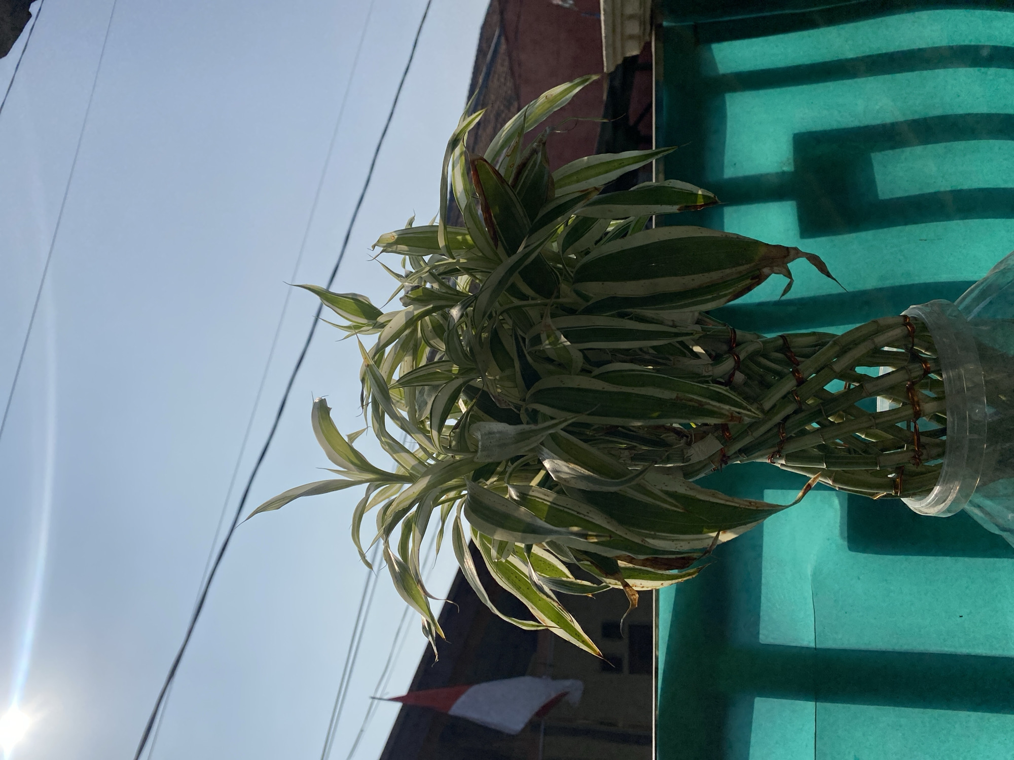 This is a medium shot, eye-level, outdoor photograph taken on a bright, sunny day in Cilegon, Indonesia. The main subject is a potted plant with variegated green and white leaves. The plant's stalks are braided together and secured with what appear to be small rubber bands or ties. The plant is in a clear plastic container. Behind the plant, a turquoise-colored fabric or screen is visible, casting shadows of geometric shapes onto itself. In the background, there is a building with a reddish-brown roof and a white and red flag, likely the Indonesian flag, hanging on the left side. Electrical wires are strung across the bright blue sky above. The image has a slight lens flare from the sun in the upper left corner.